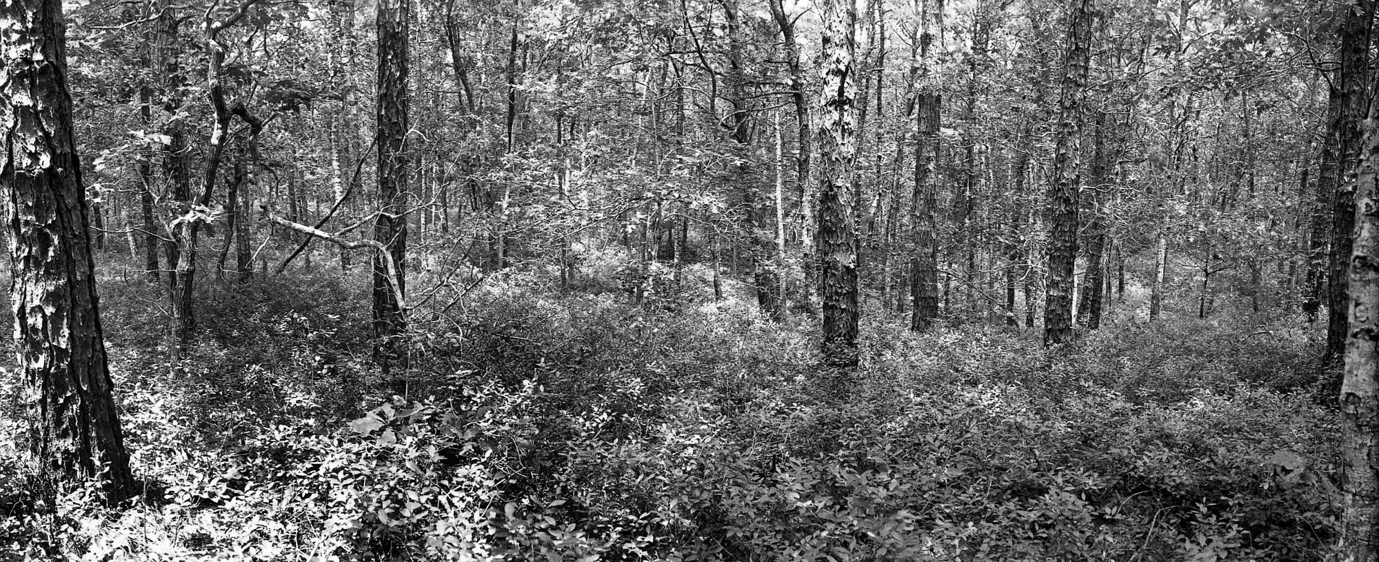 07.wellfleet woods1.30 altered.jpg