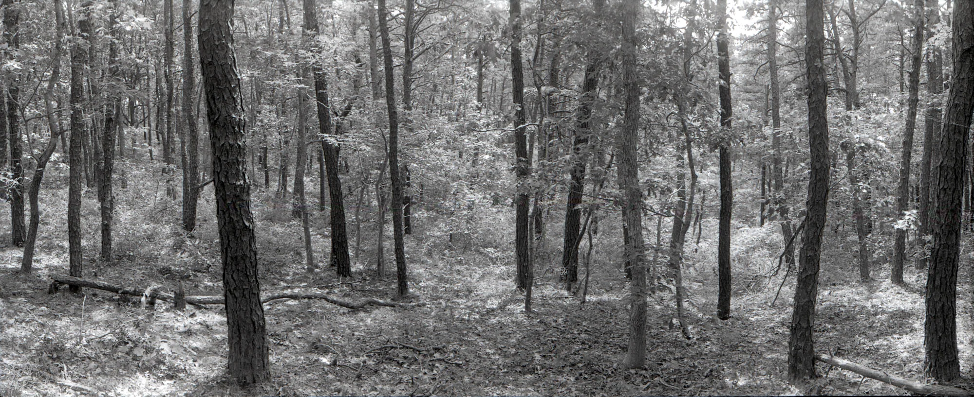 08.cape cod woods5.jpg