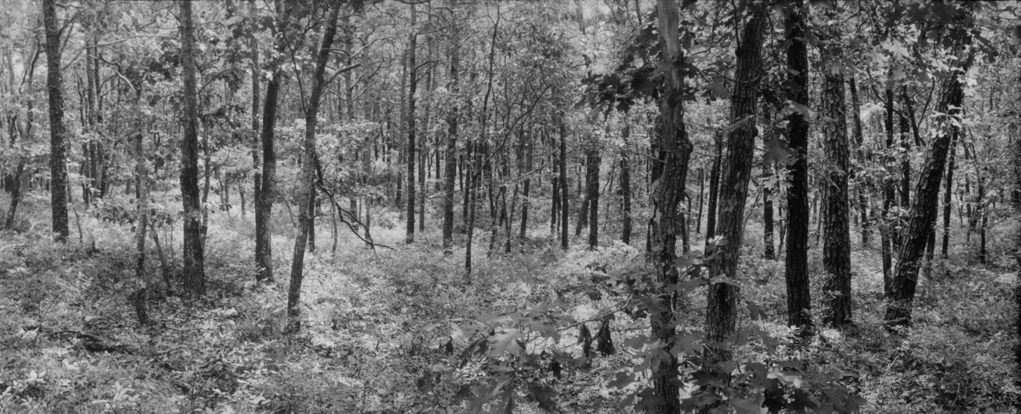 10.capecod woods 1.jpg