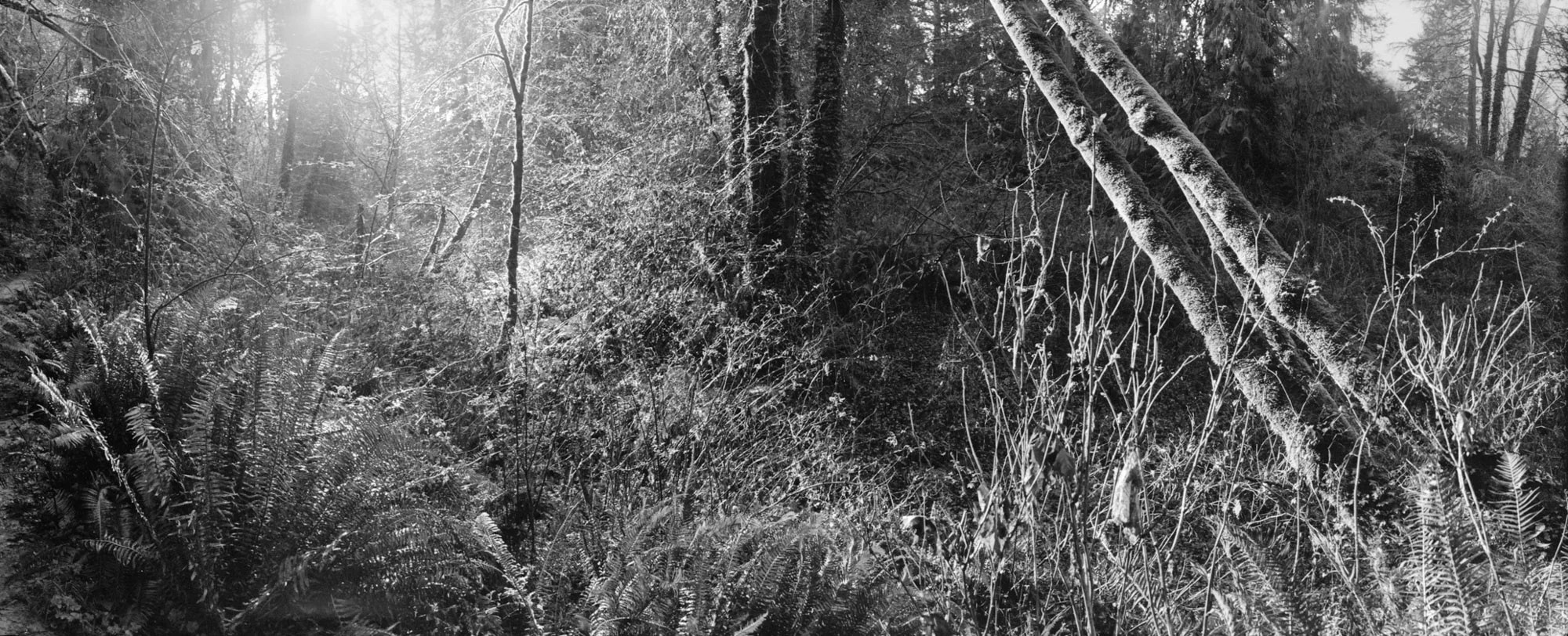 23.44.gig harbor woods 1.jpg
