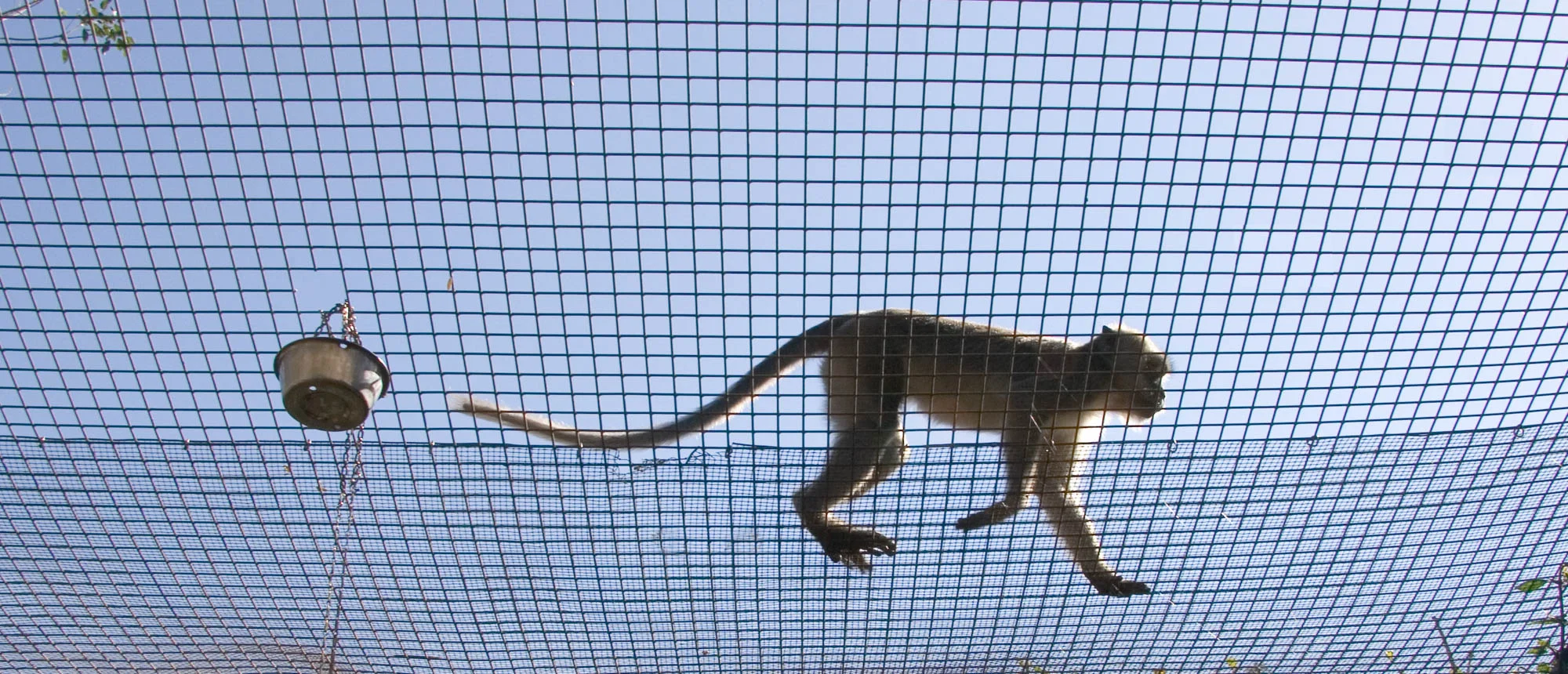 2007.03.MonkeyJungle.above.jpg