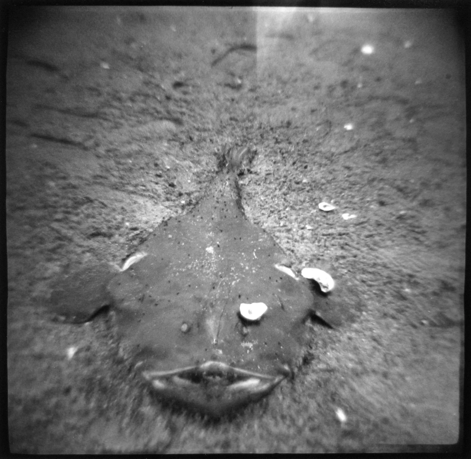 angelfish.jpg