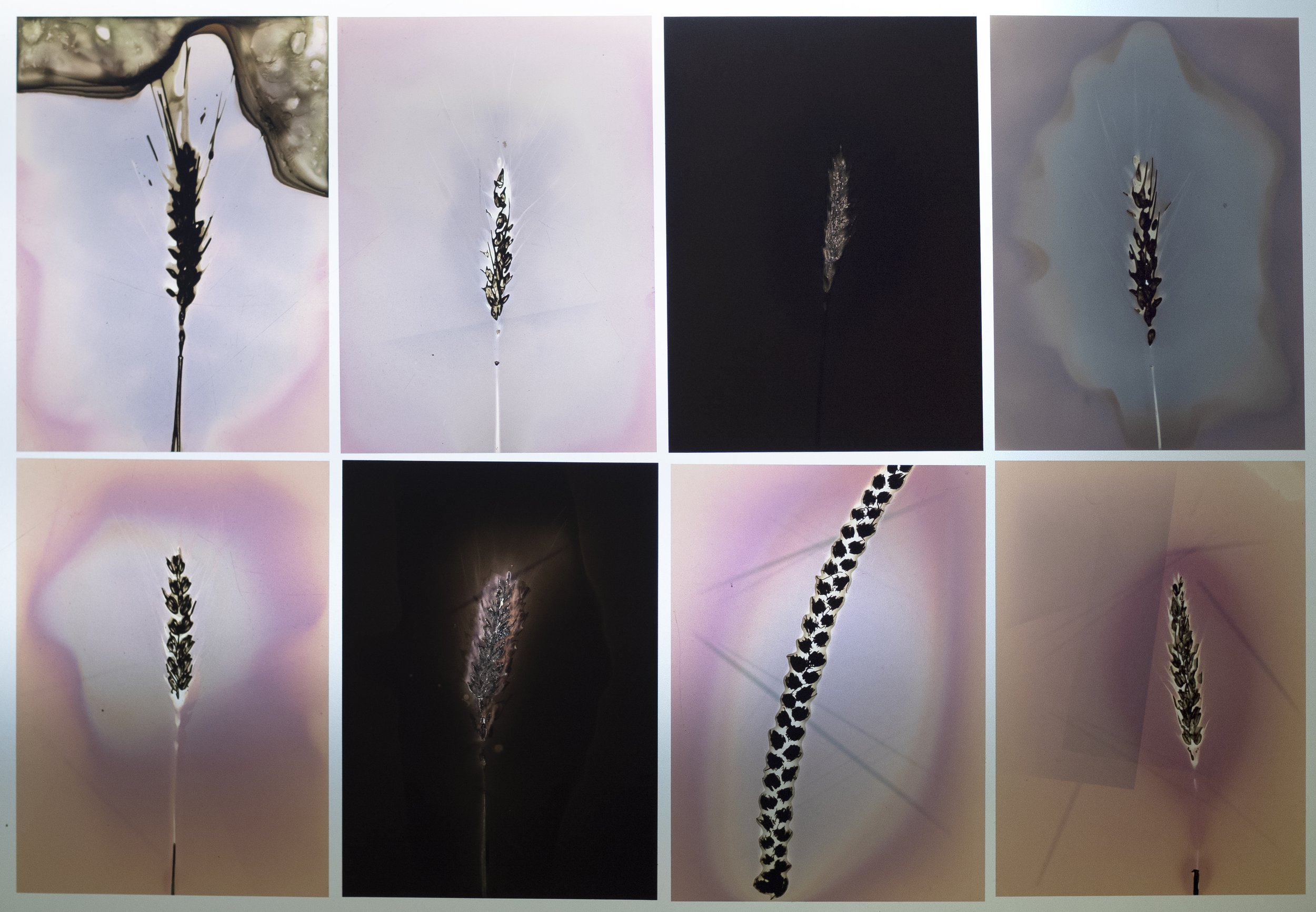 8 up wheat phytograms.jpg