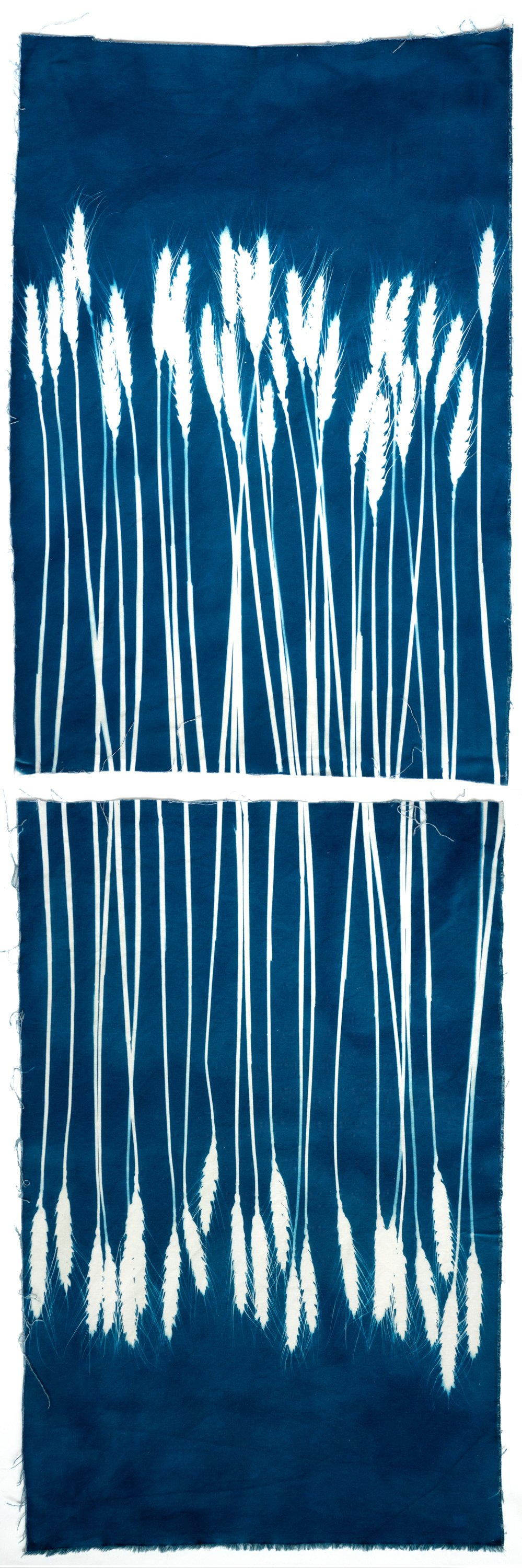 wheat.PC021112.jpg