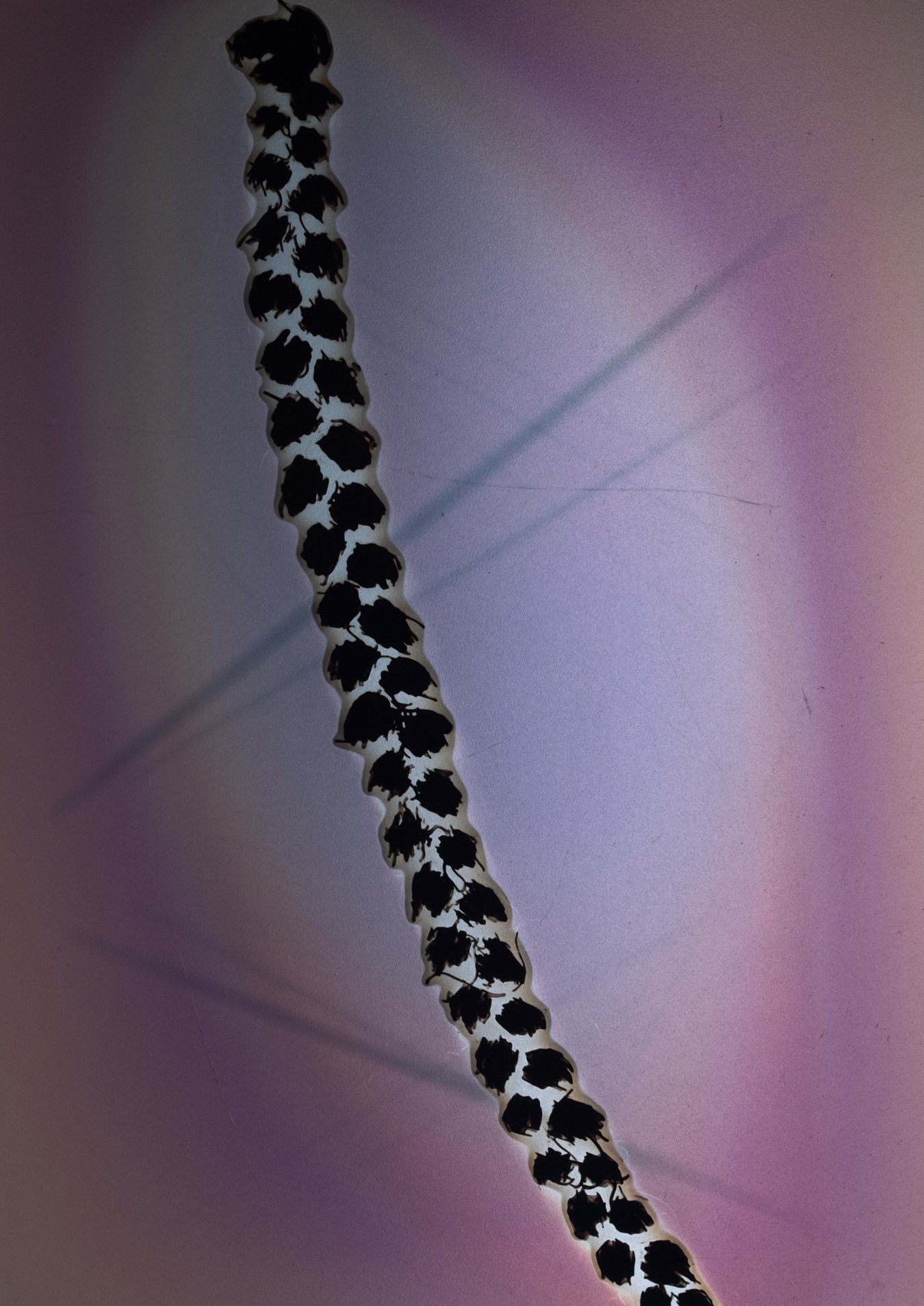 Braid pytogram.jpg