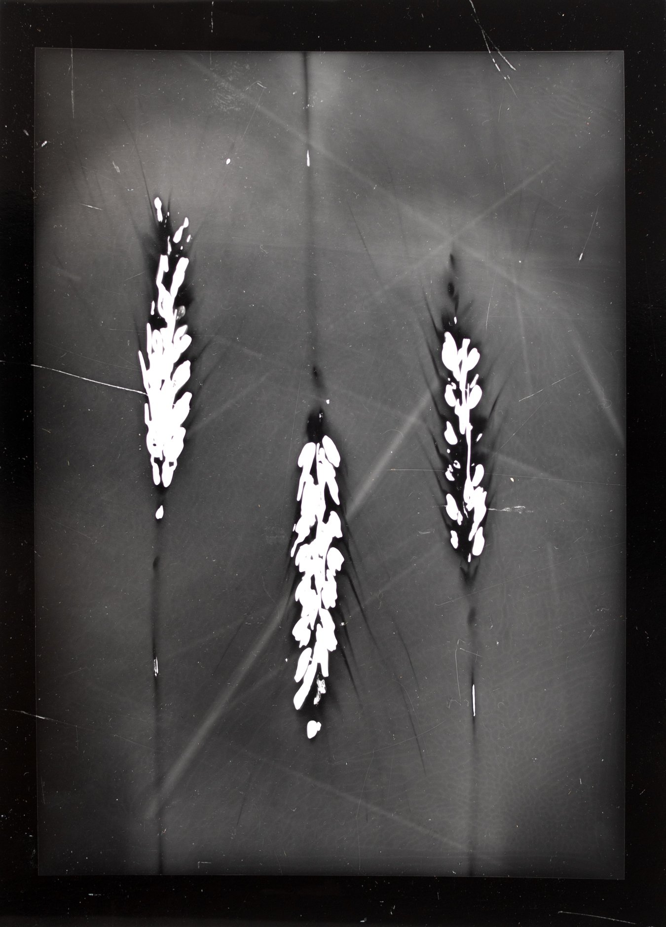 wheat phytogram. P2220171.jpg