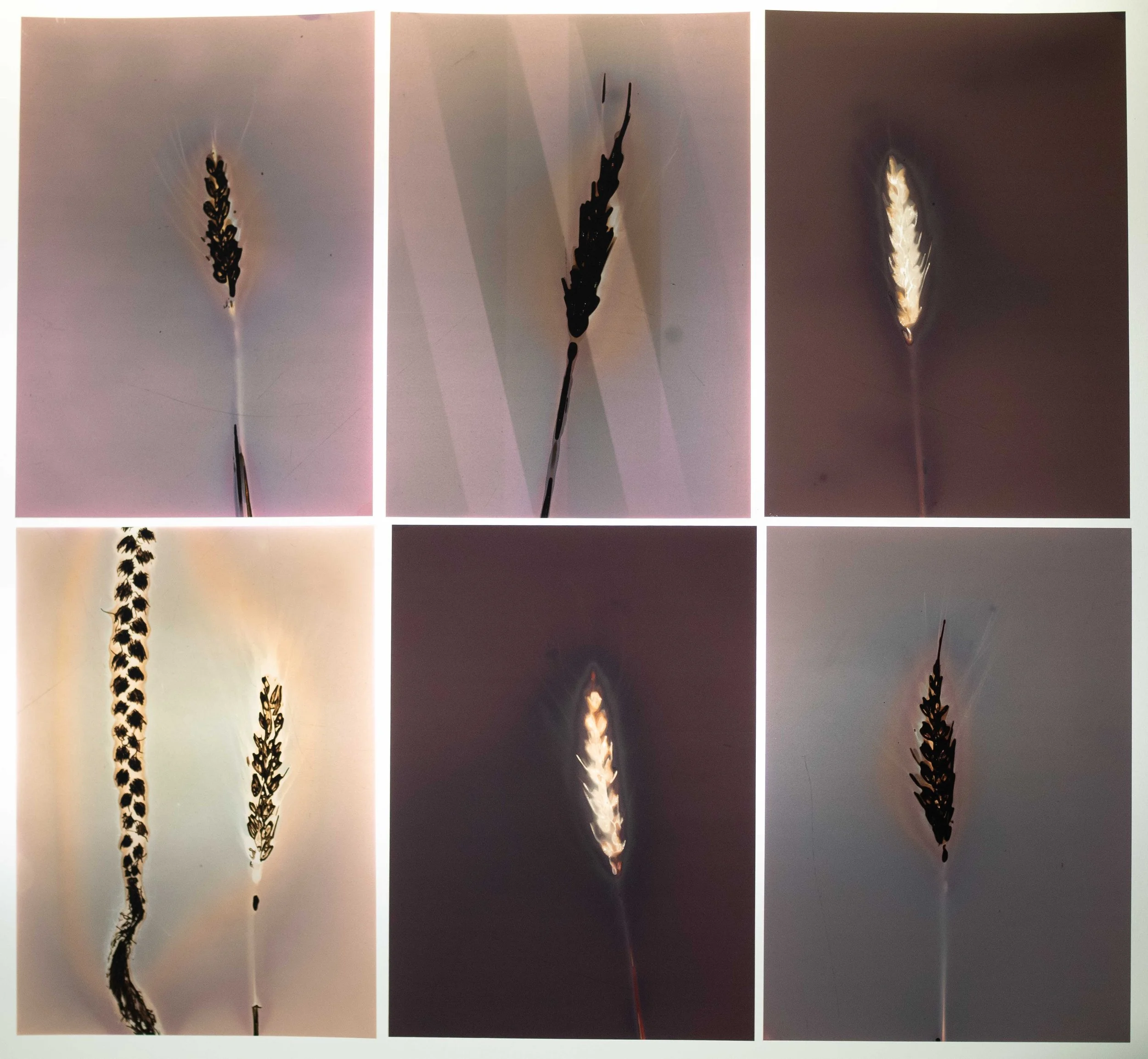 6 up wheat phytograms.jpg