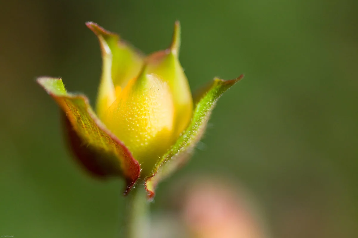 JAYTODDIMAGES-20.jpg