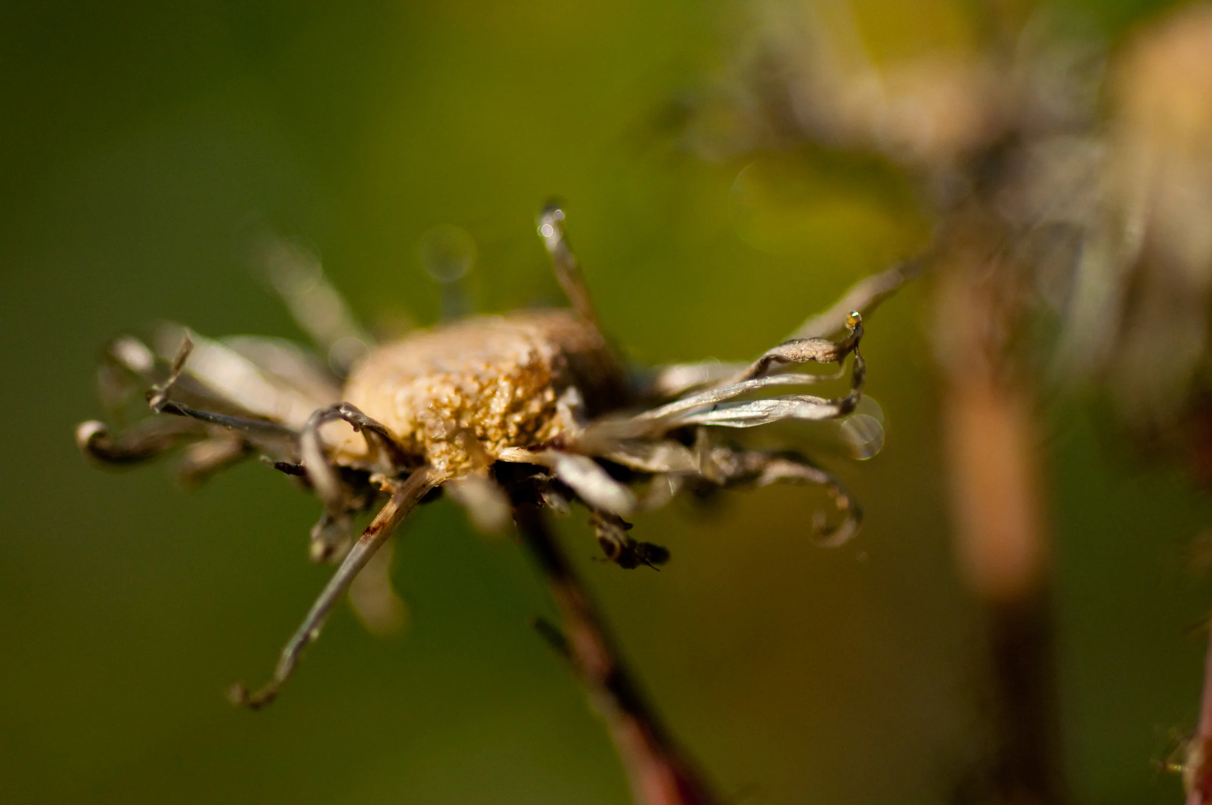 DSC_0536dvdjay.jpg