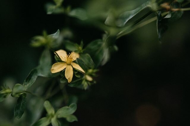 Grateful for the rain today &lt;3⠀⠀⠀⠀⠀⠀⠀⠀⠀
Let the greenest greens begin to come through for those early summer days. ⠀⠀⠀⠀⠀⠀⠀⠀⠀
.⠀⠀⠀⠀⠀⠀⠀⠀⠀
.⠀⠀⠀⠀⠀⠀⠀⠀⠀
.⠀⠀⠀⠀⠀⠀⠀⠀⠀
.⠀⠀⠀⠀⠀⠀⠀⠀⠀
.⠀⠀⠀⠀⠀⠀⠀⠀⠀
@kimjayphoto ⠀⠀⠀⠀⠀⠀⠀⠀⠀
#phytotherapy #holistichealth #herbalmedicin