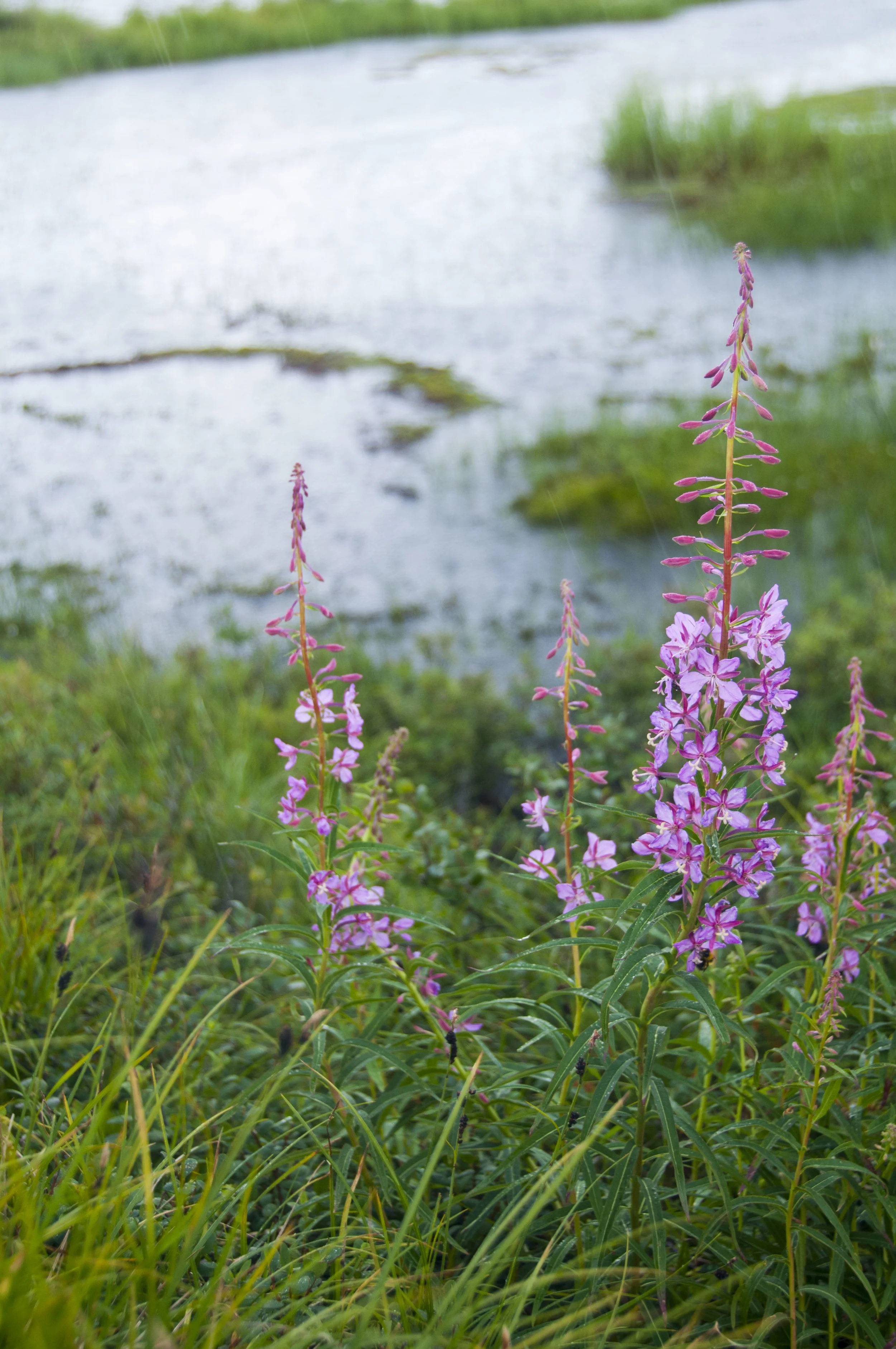ECarnes_Alaska_2016_34.JPG