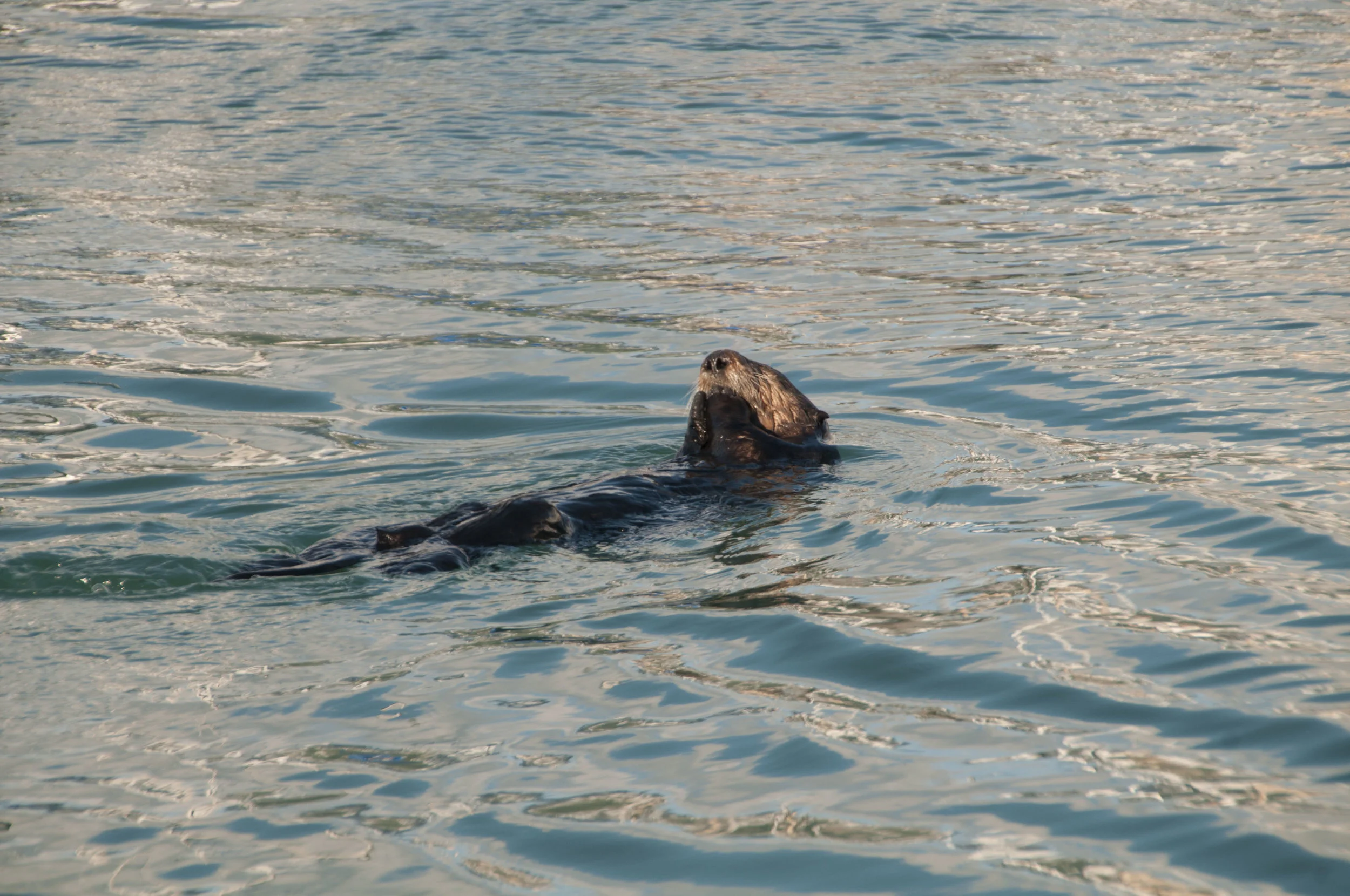 ECarnes_Alaska_2016_43.JPG