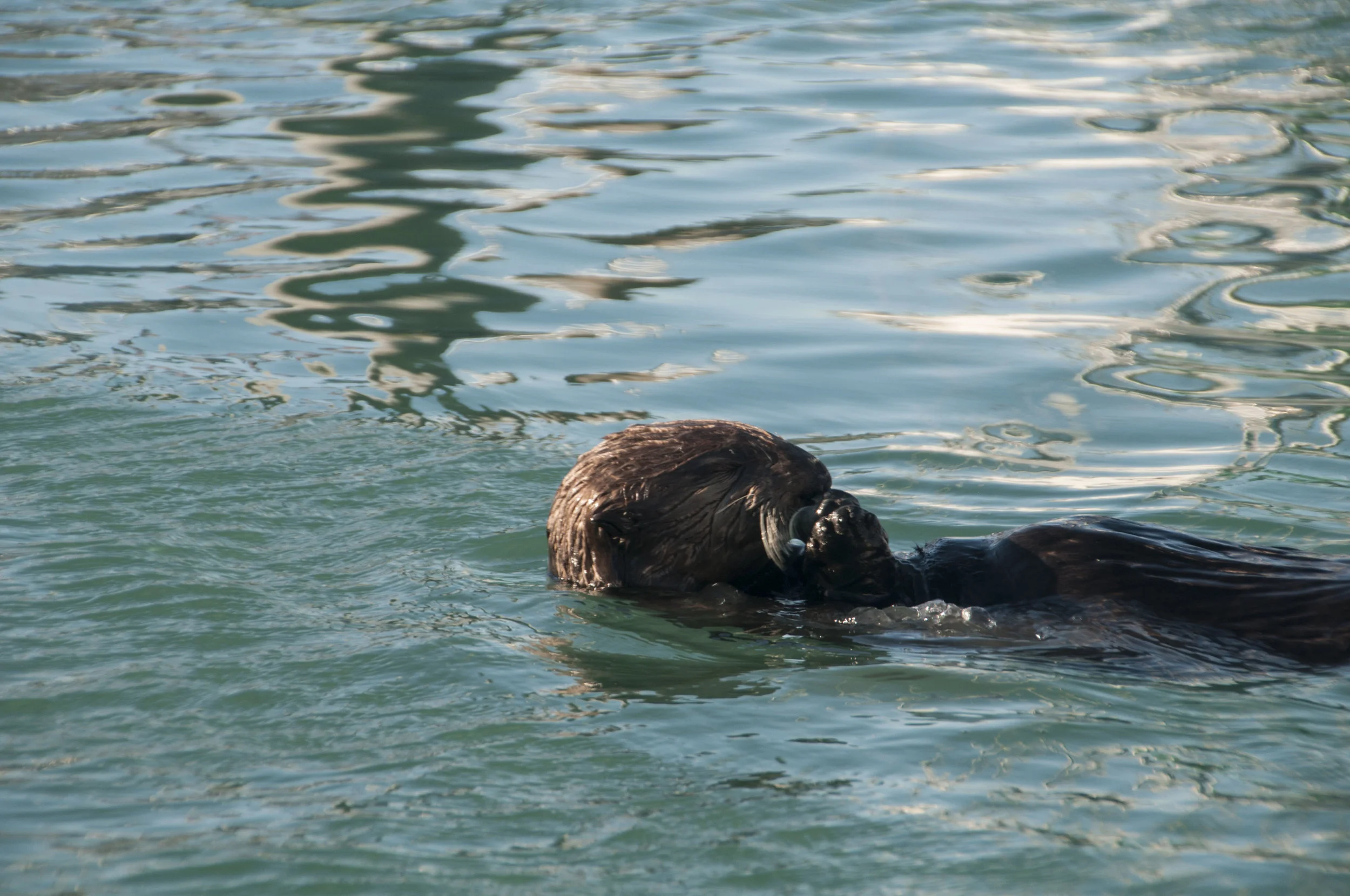 ECarnes_Alaska_2016_44.JPG