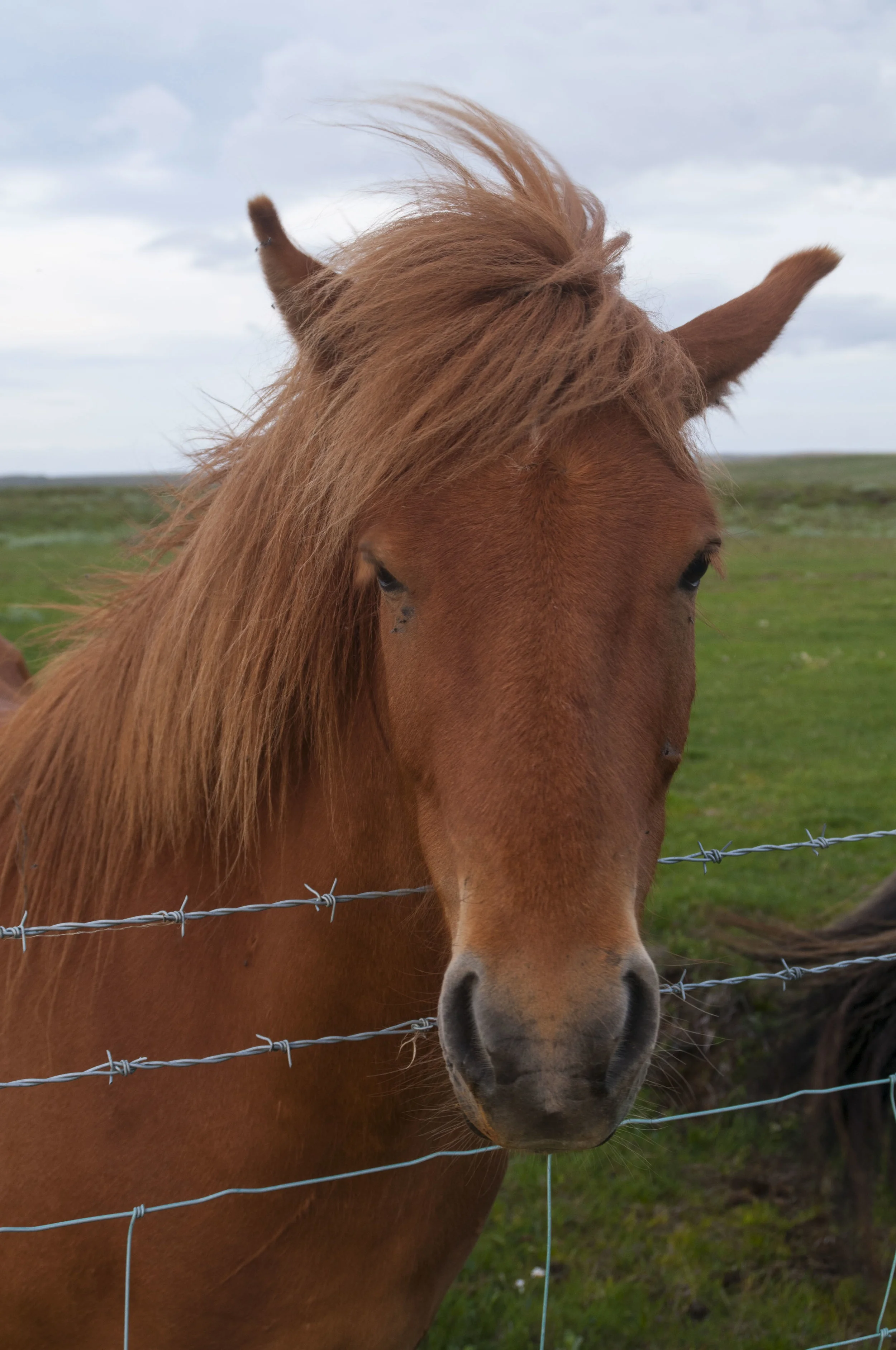 ECarnes_Iceland_2015_41.JPG