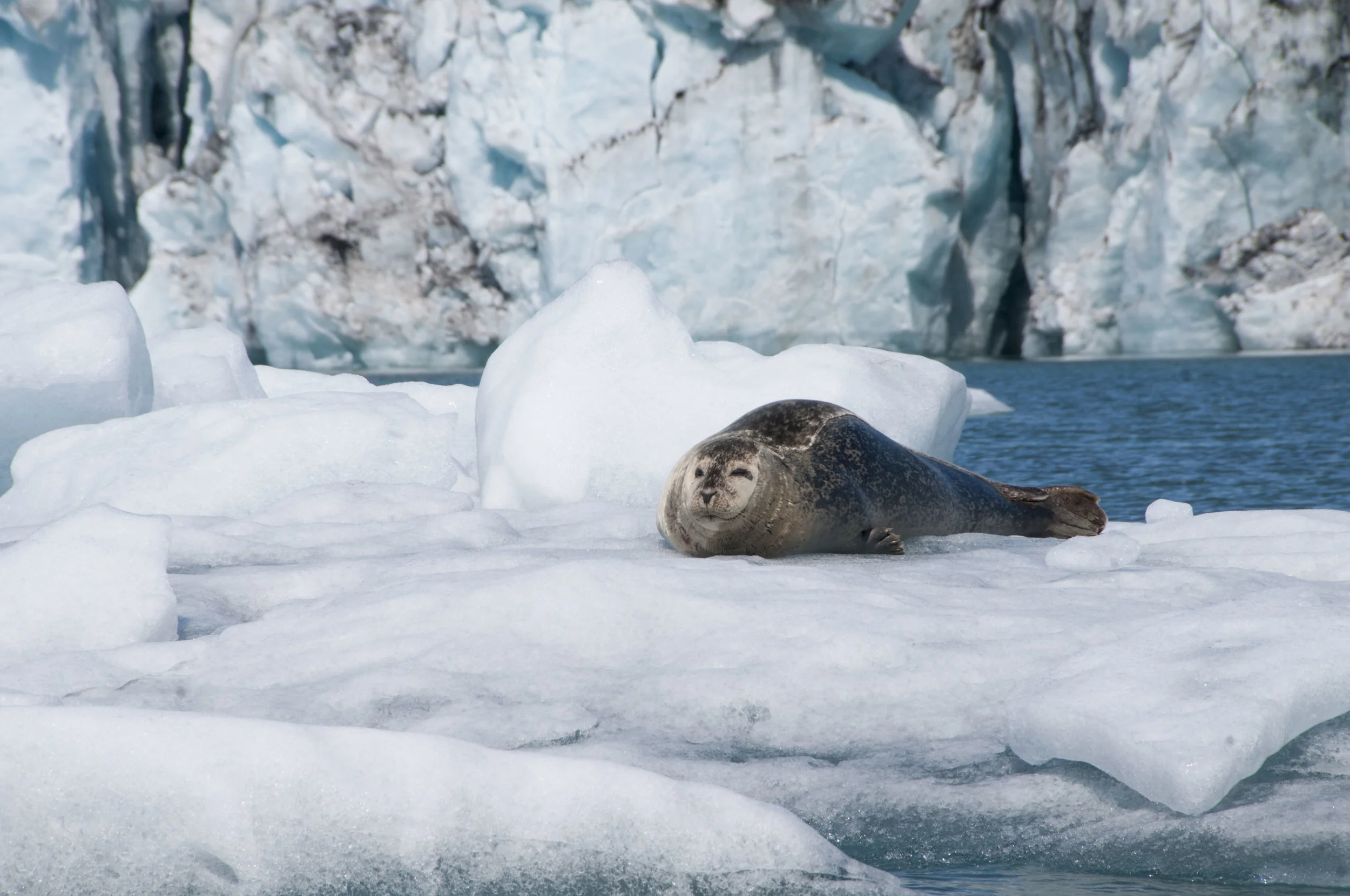 ECarnes_Iceland_2015_89.JPG