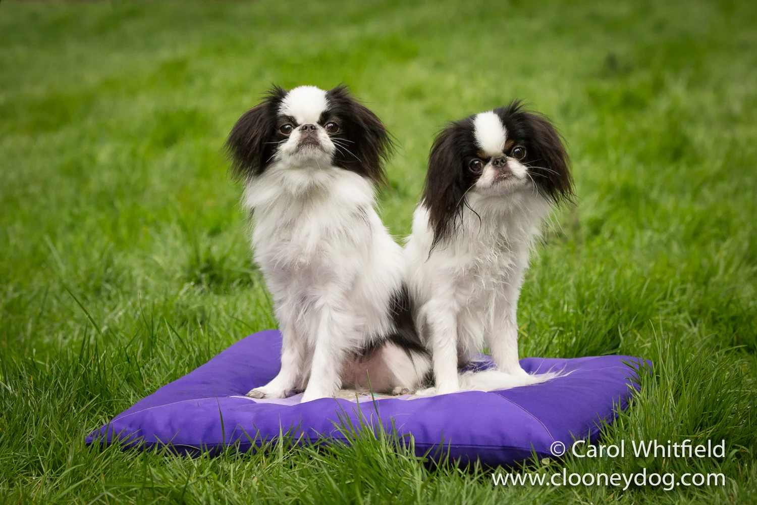 ugly japanese chin dog