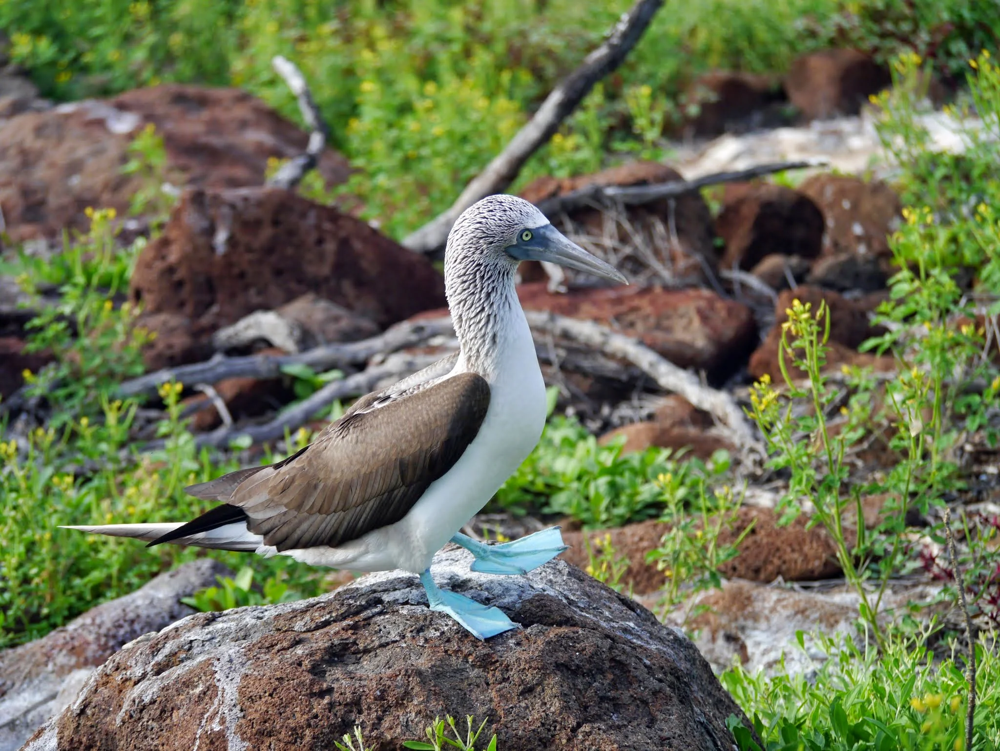 Blue Footed Boobie (3).jpg