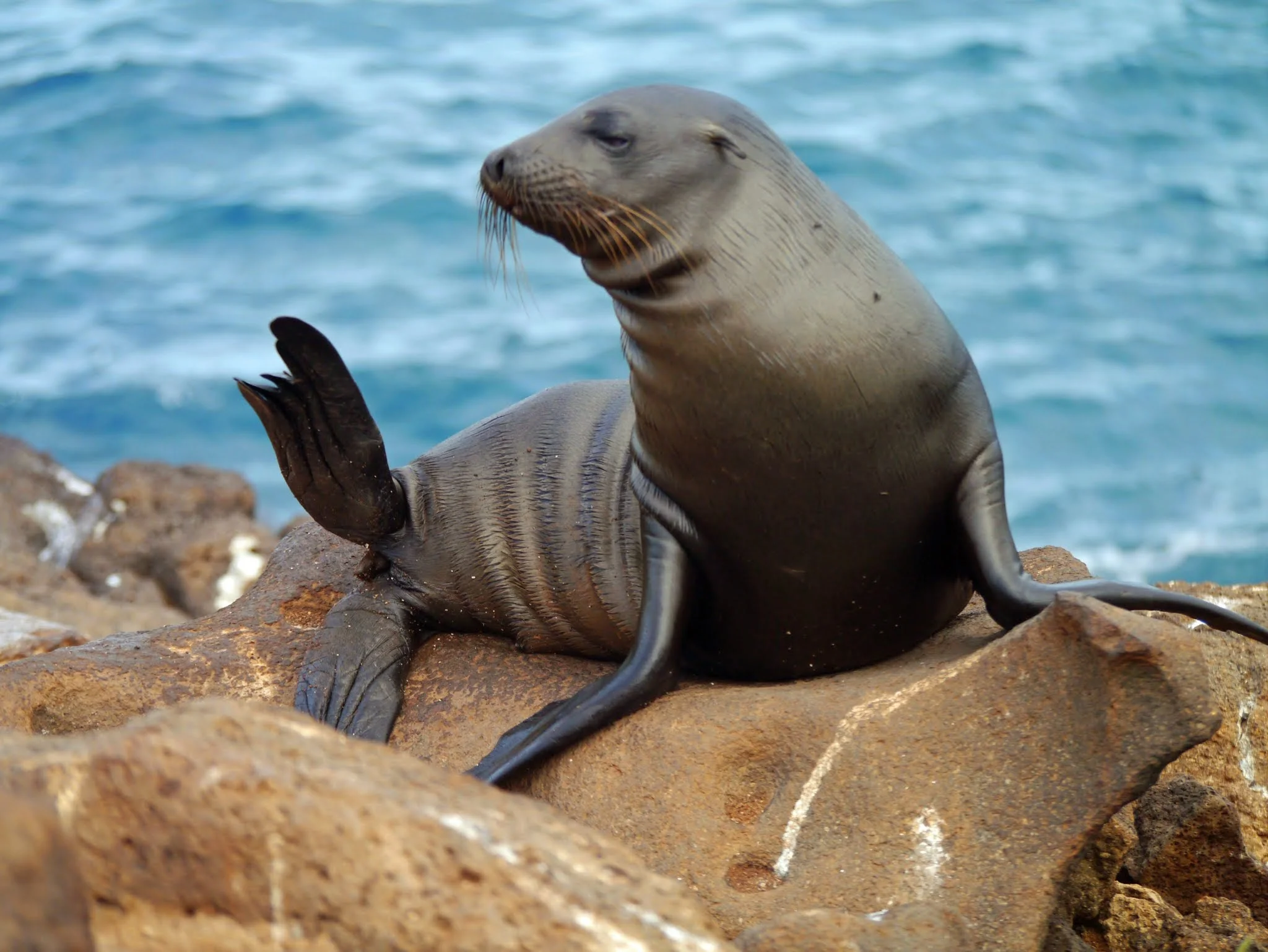 Galapagos Sea Lion (10).jpg