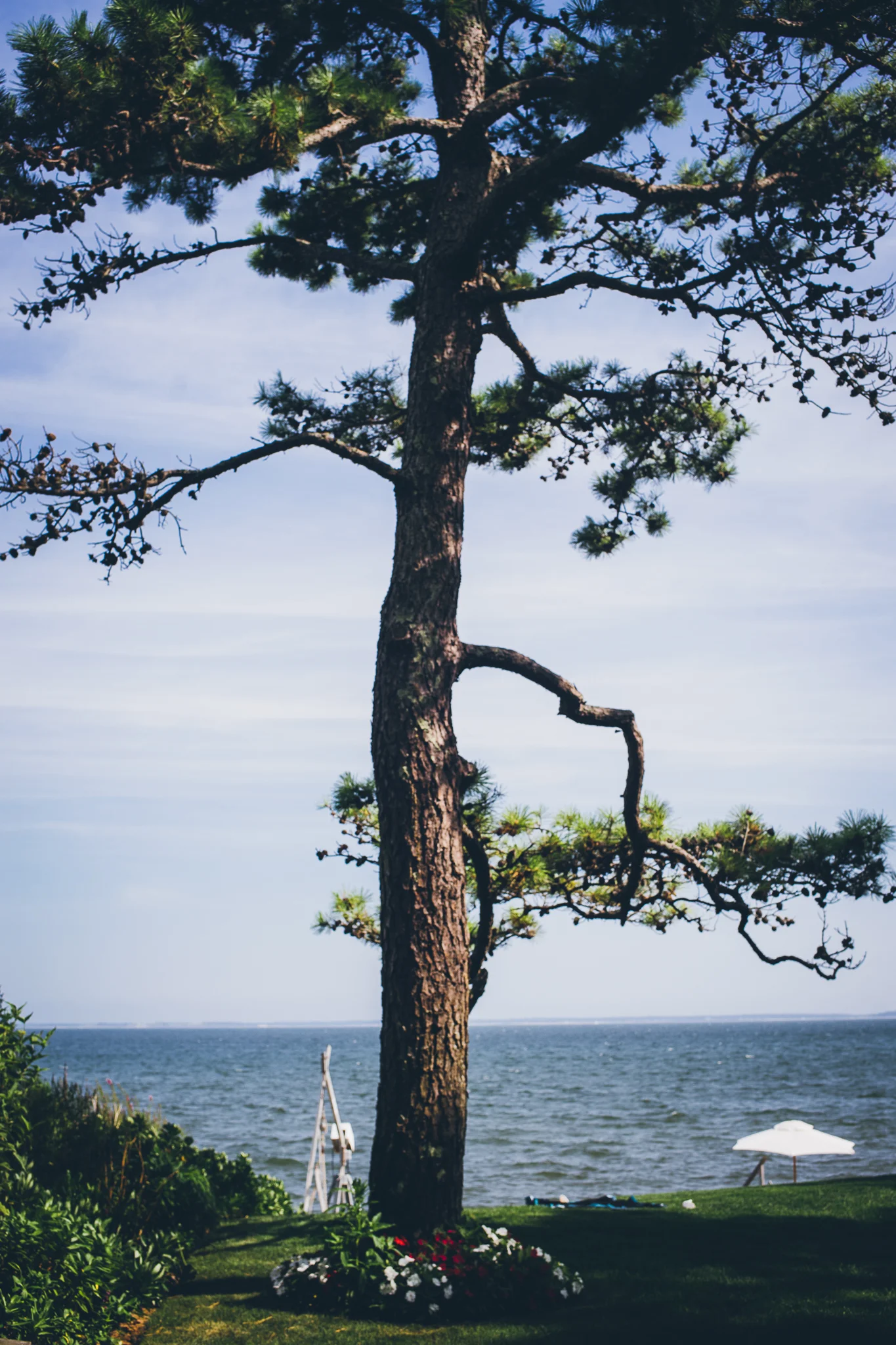 pine tree.jpg