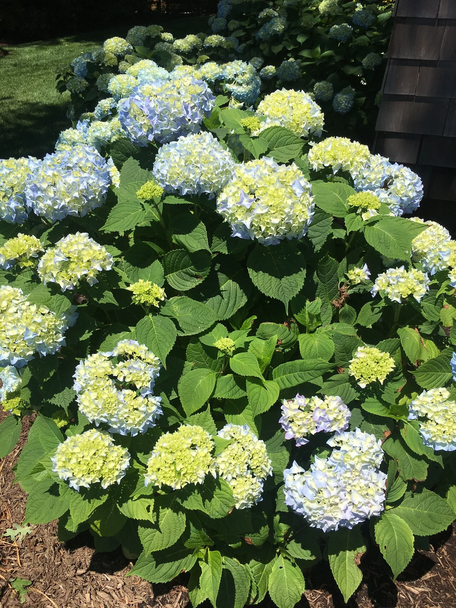 hydrangeas.JPG