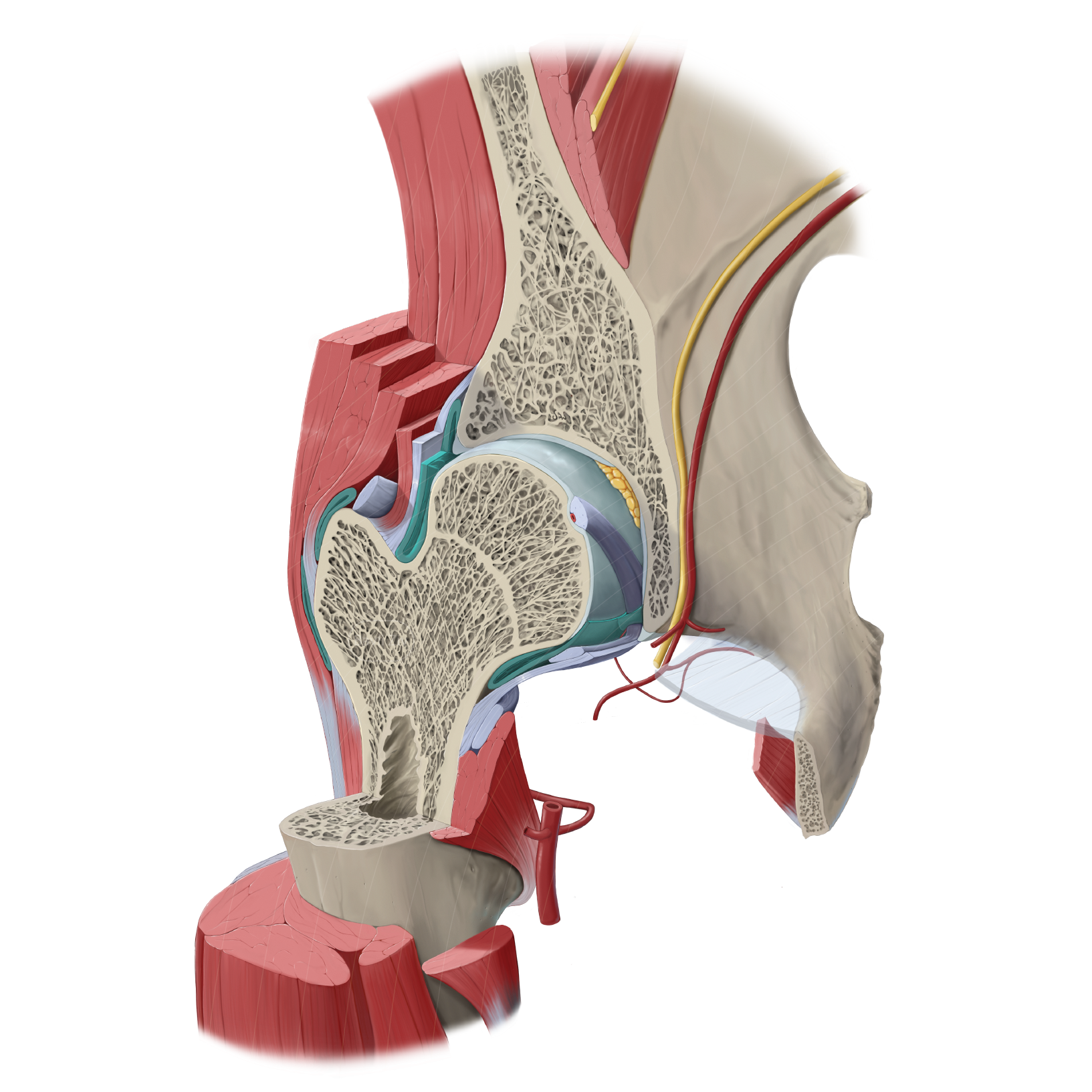 Cross Section of Hip Joint