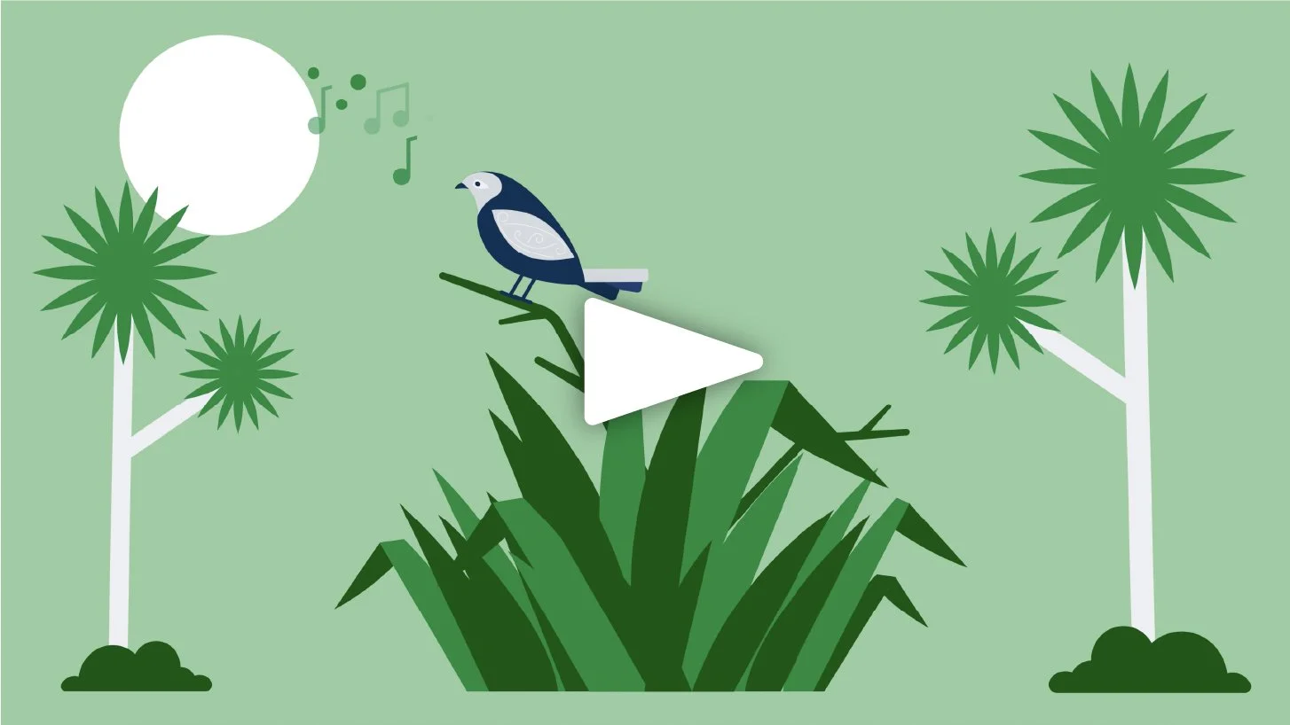 ACC - Raranga animation