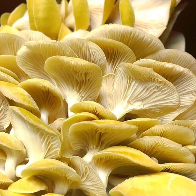 [Father&rsquo;s Day Special] Fried oyster mushrooms with black pepper biscuits &amp; cashew-herb gravy - Available for curbside pickup from 2pm-6pm, order online (link in bio)!