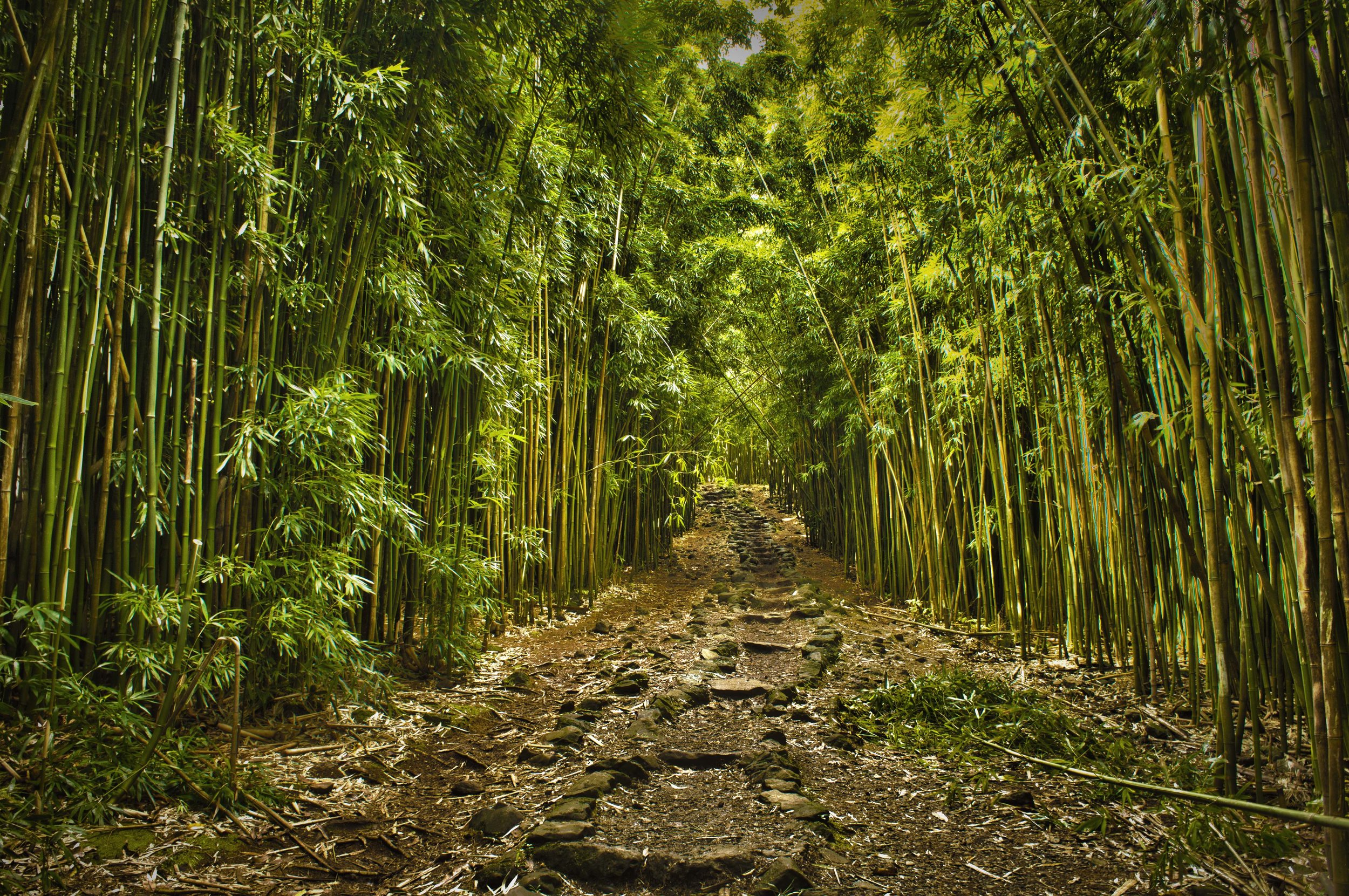 bamboo forrest copy.jpg