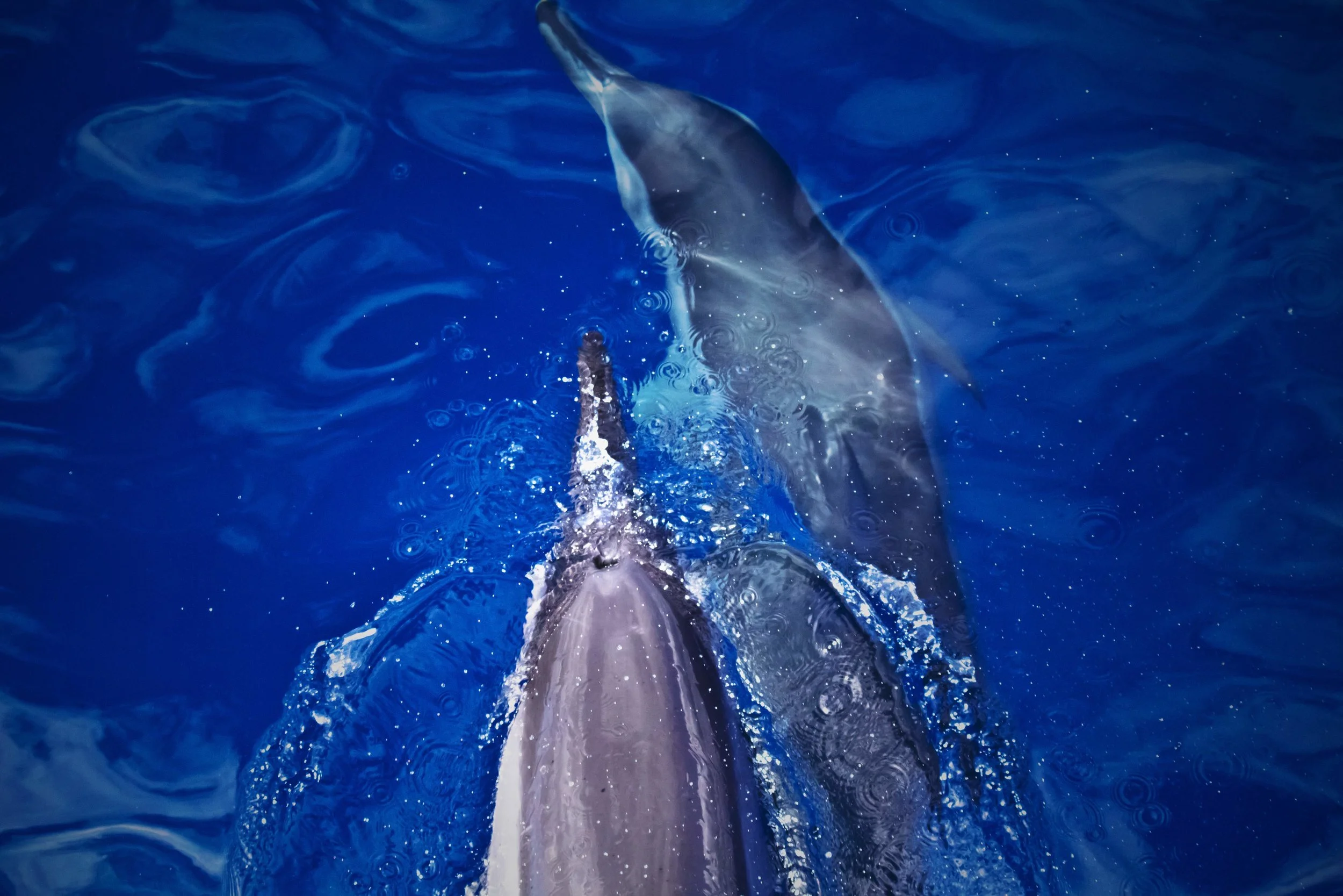 dolphins copy.jpg