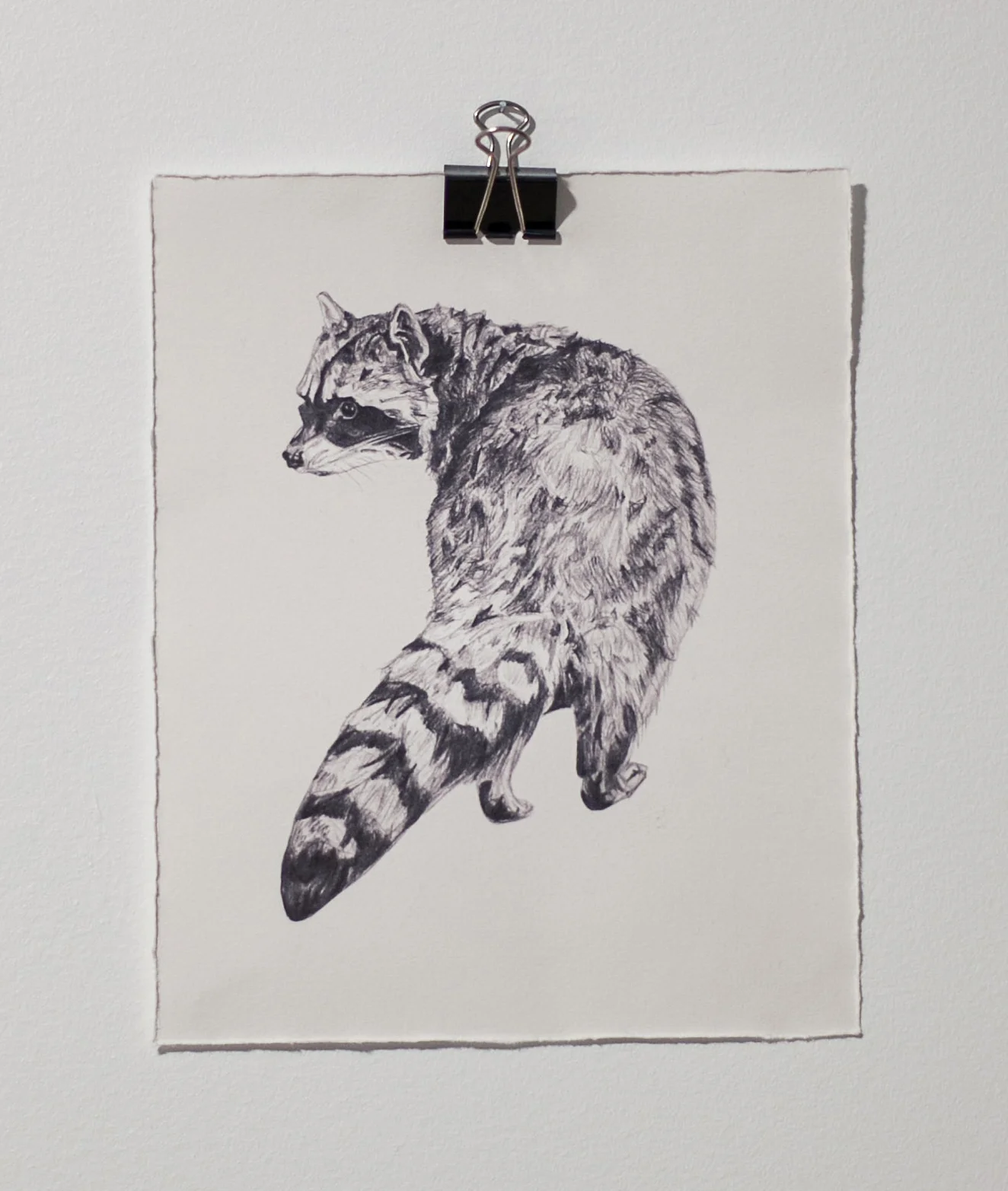 raccoon print rives.jpg