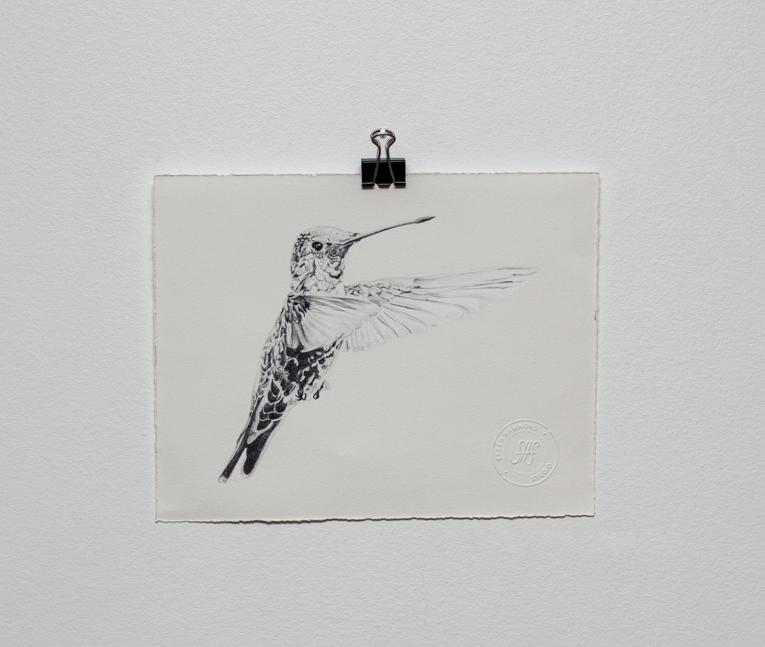 Hummingbird Print.jpg