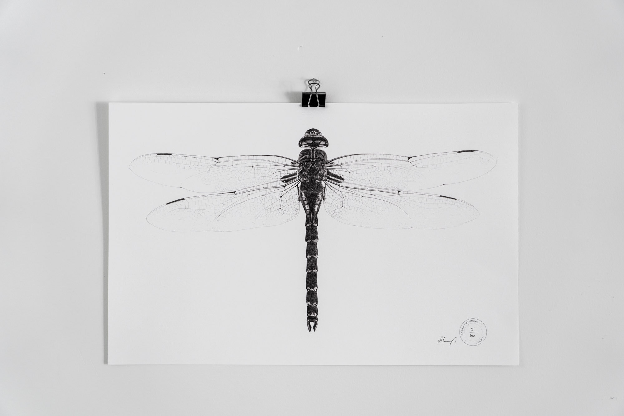 SH_Dragonfly-Web-1.jpg