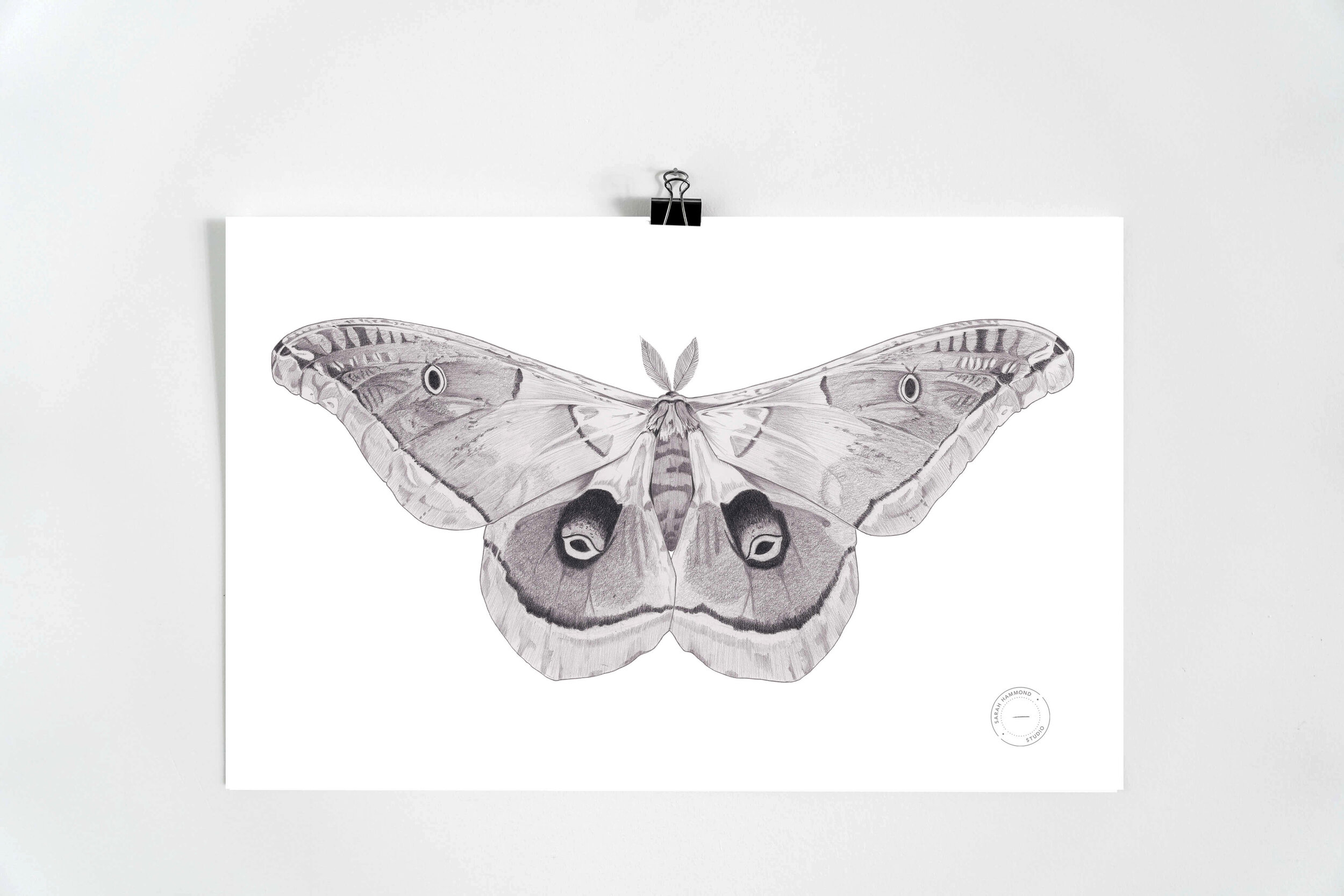 Silk Moth Print