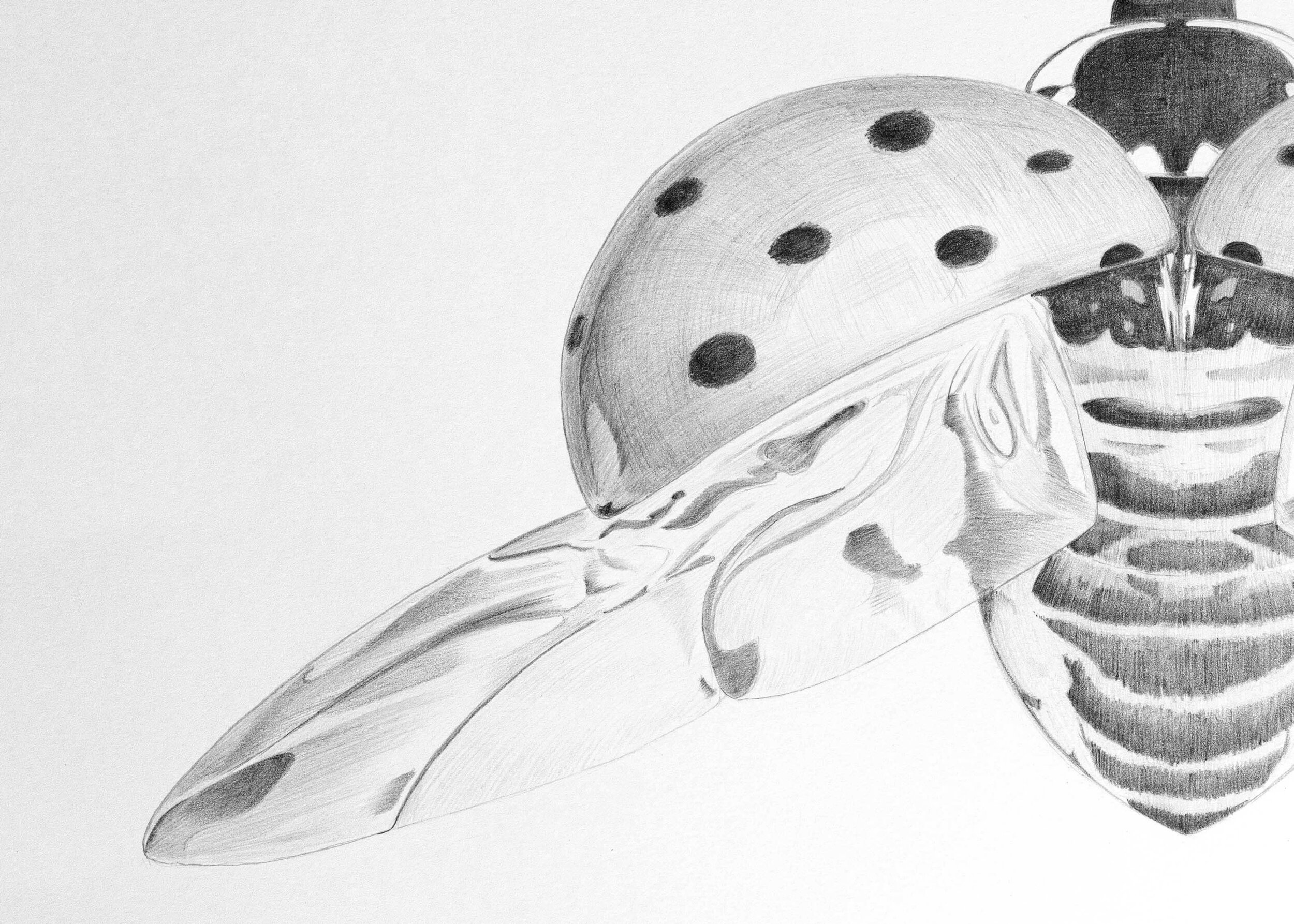 Ladybug Drawing in Color Pencils | Realistic Ladybug Drawing | Faber  Castell Polychromos - YouTube