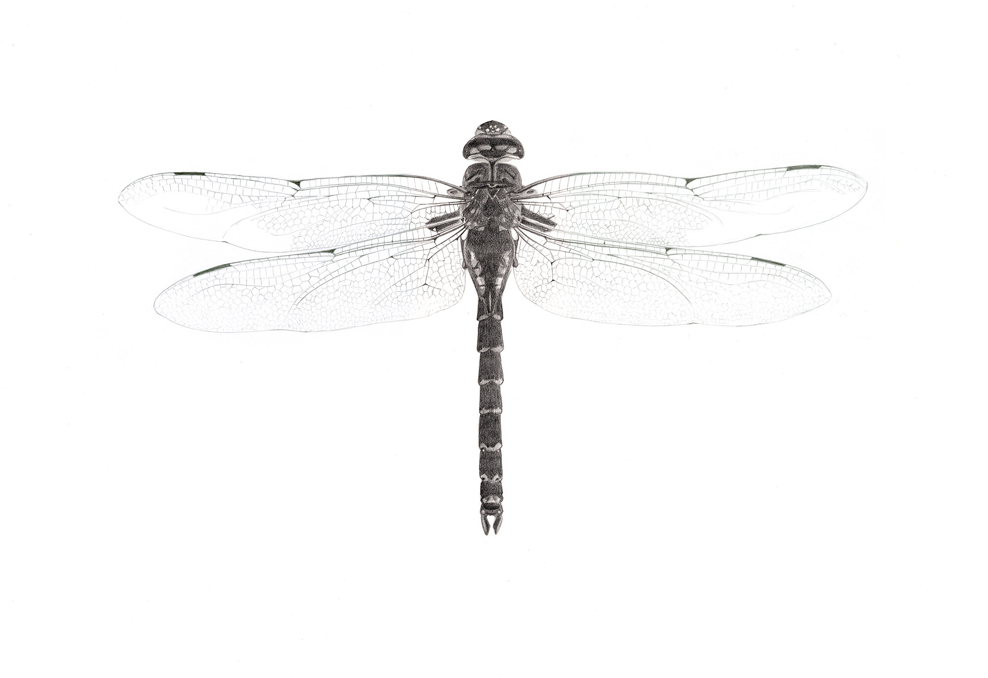 Dragonfly