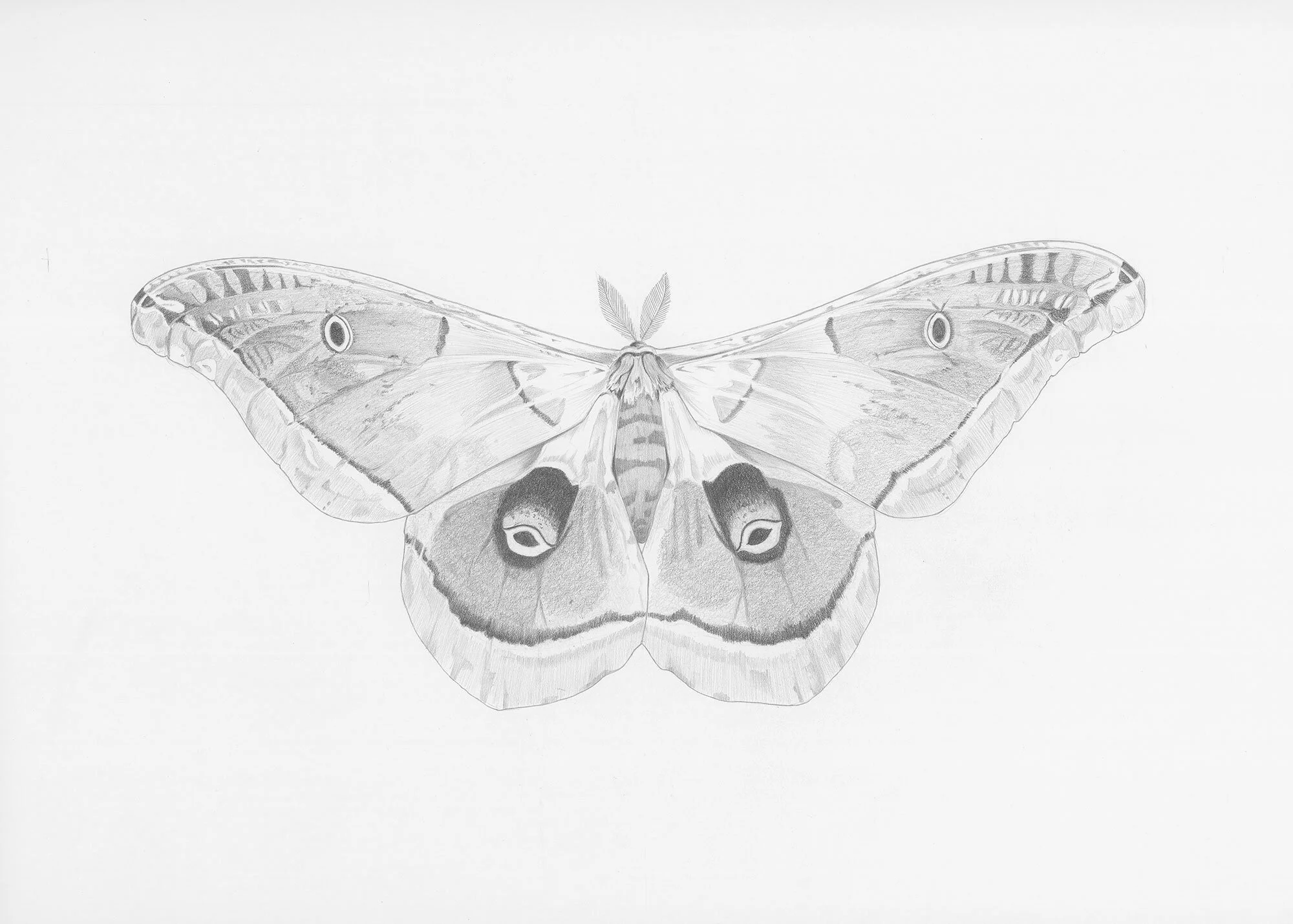 Silk Moth Original Drawing