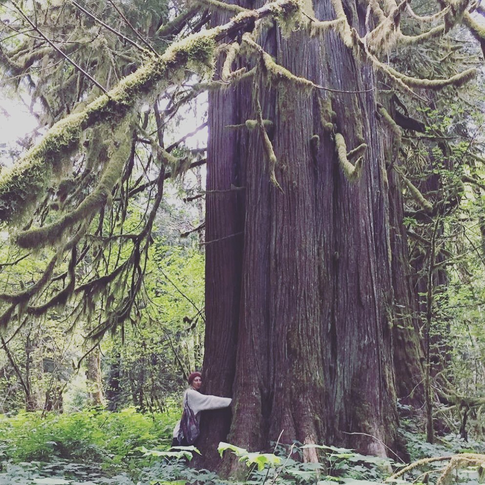 BIRTHDAY SALE 💫

Today I turn 40 today &amp; this tree is hundreds of years old. I&rsquo;m just a youth in their eyes! 👀🌲

I&rsquo;m giving a massive 40% off my new fancy website for till Sunday midnight. I&rsquo;ll be away &amp; offline till then