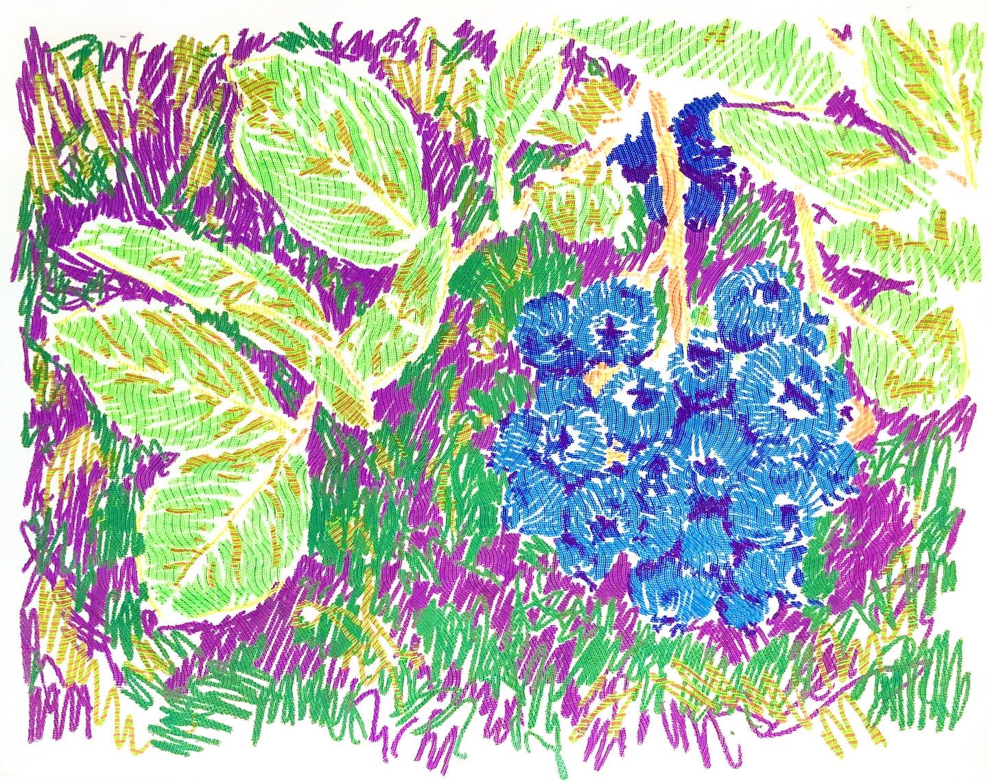 Unititled (Blueberries)