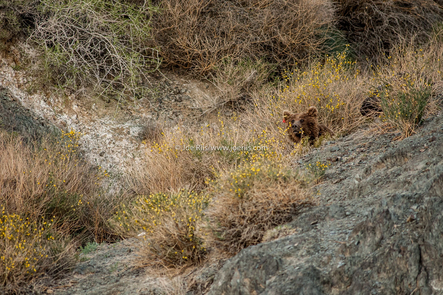 MM8079_GobiBears_110513_02437.jpg