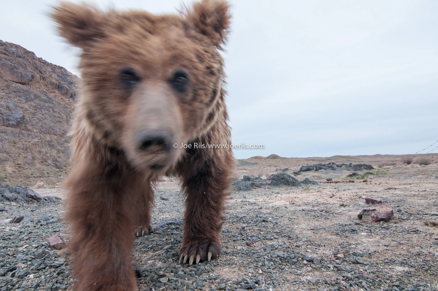 MM8079_GobiBears_110506_00022.jpg
