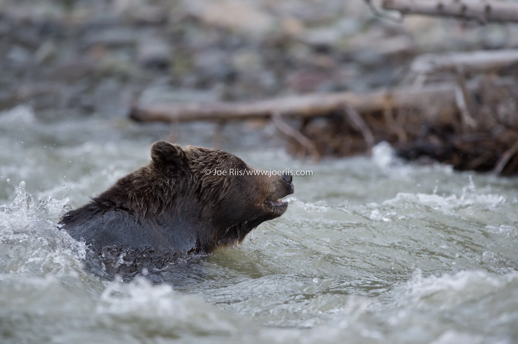 ELK_140610_05158.jpg