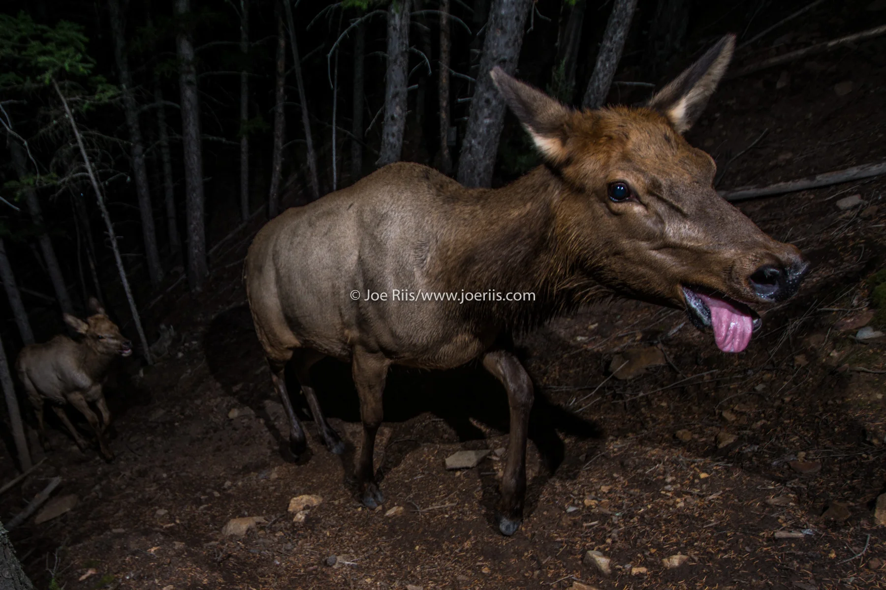 ELK-151008-00028.jpg