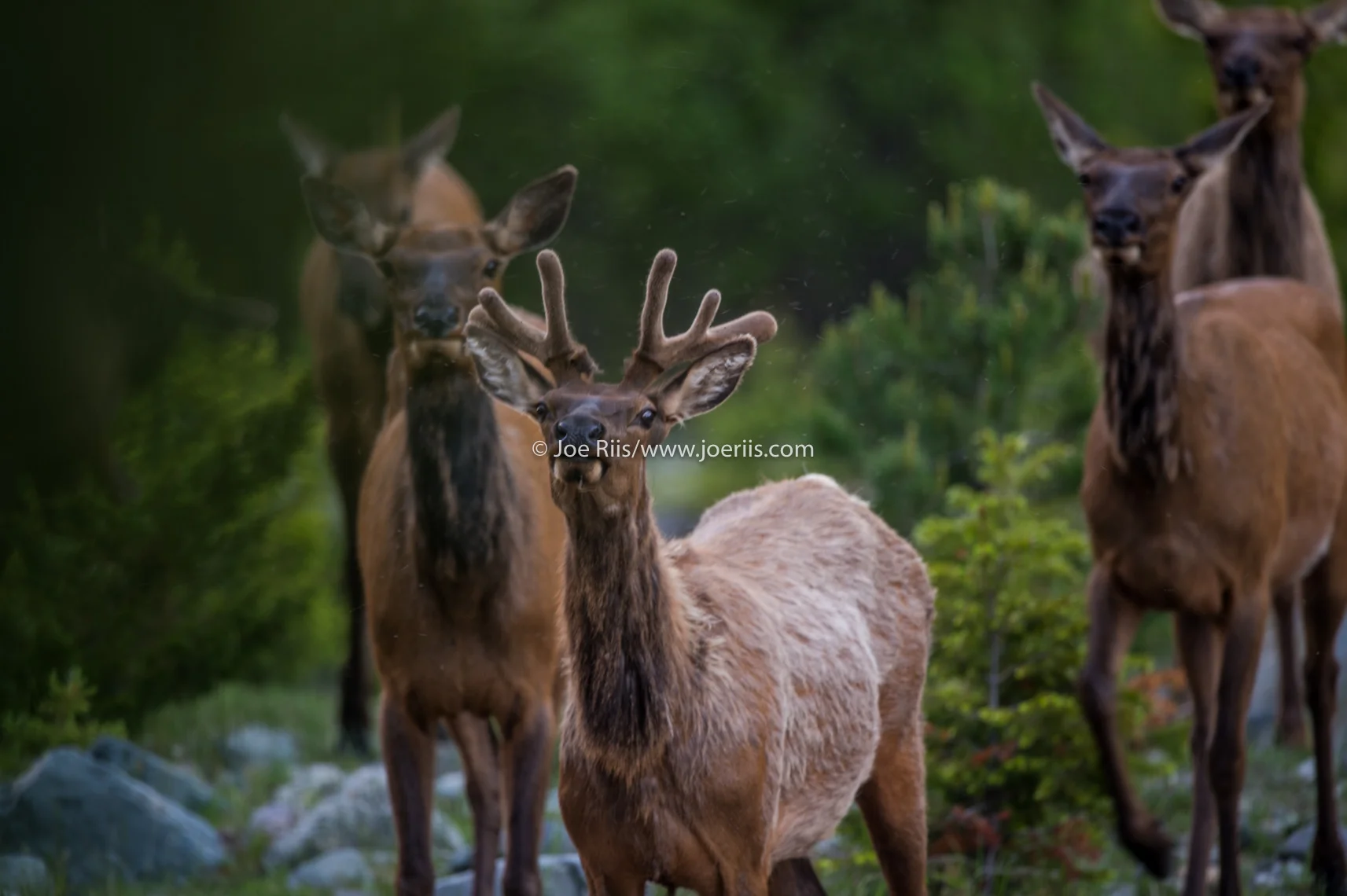 ELK_150608_25935.jpg