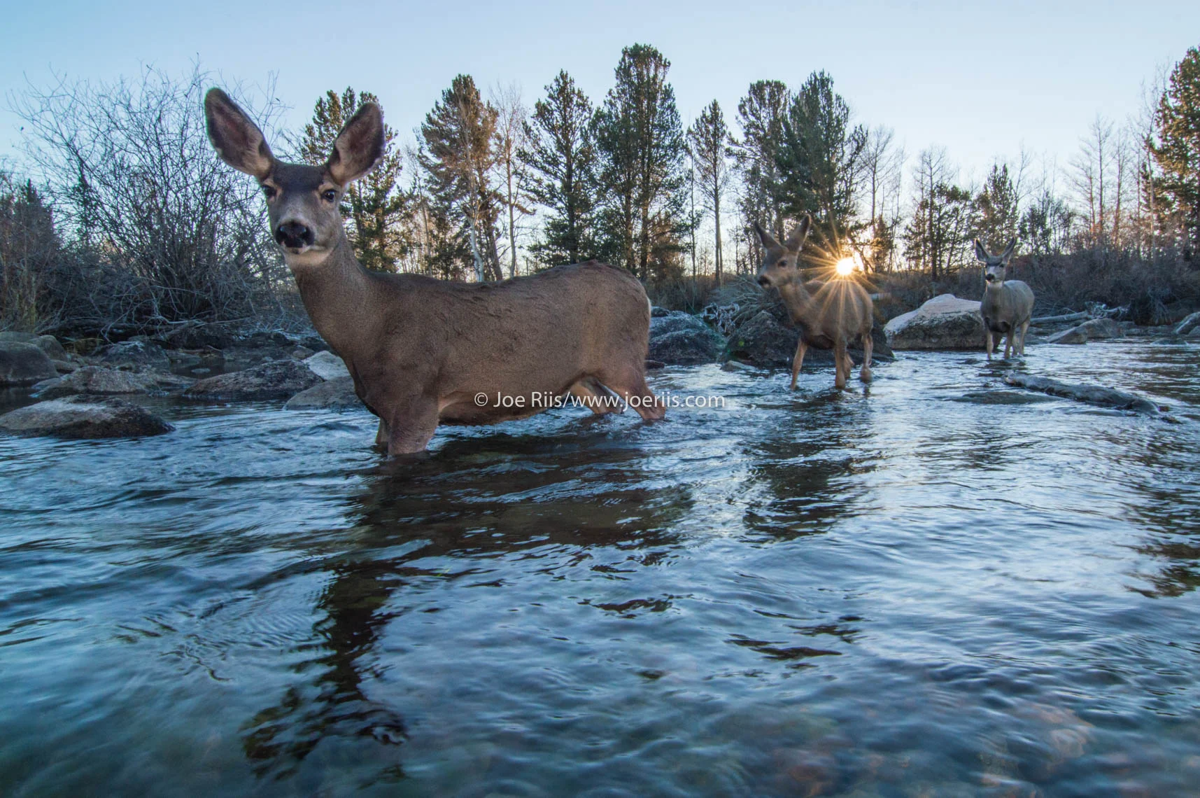 Riis_MuleDeer_5721.jpg