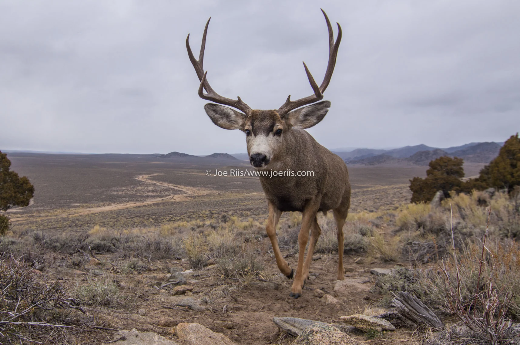 Riis_MuleDeer_6497.jpg