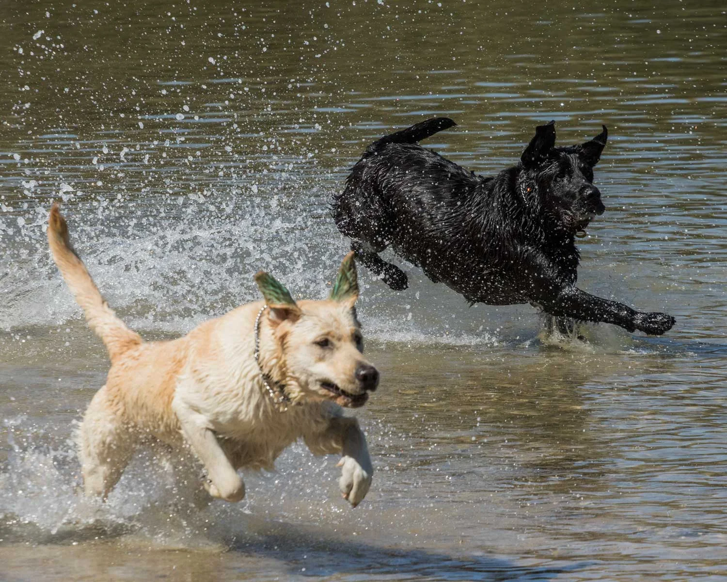 Brisbane Pet Photographer