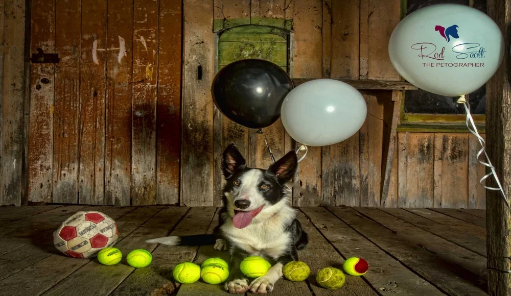 Brisbane Pet Photography