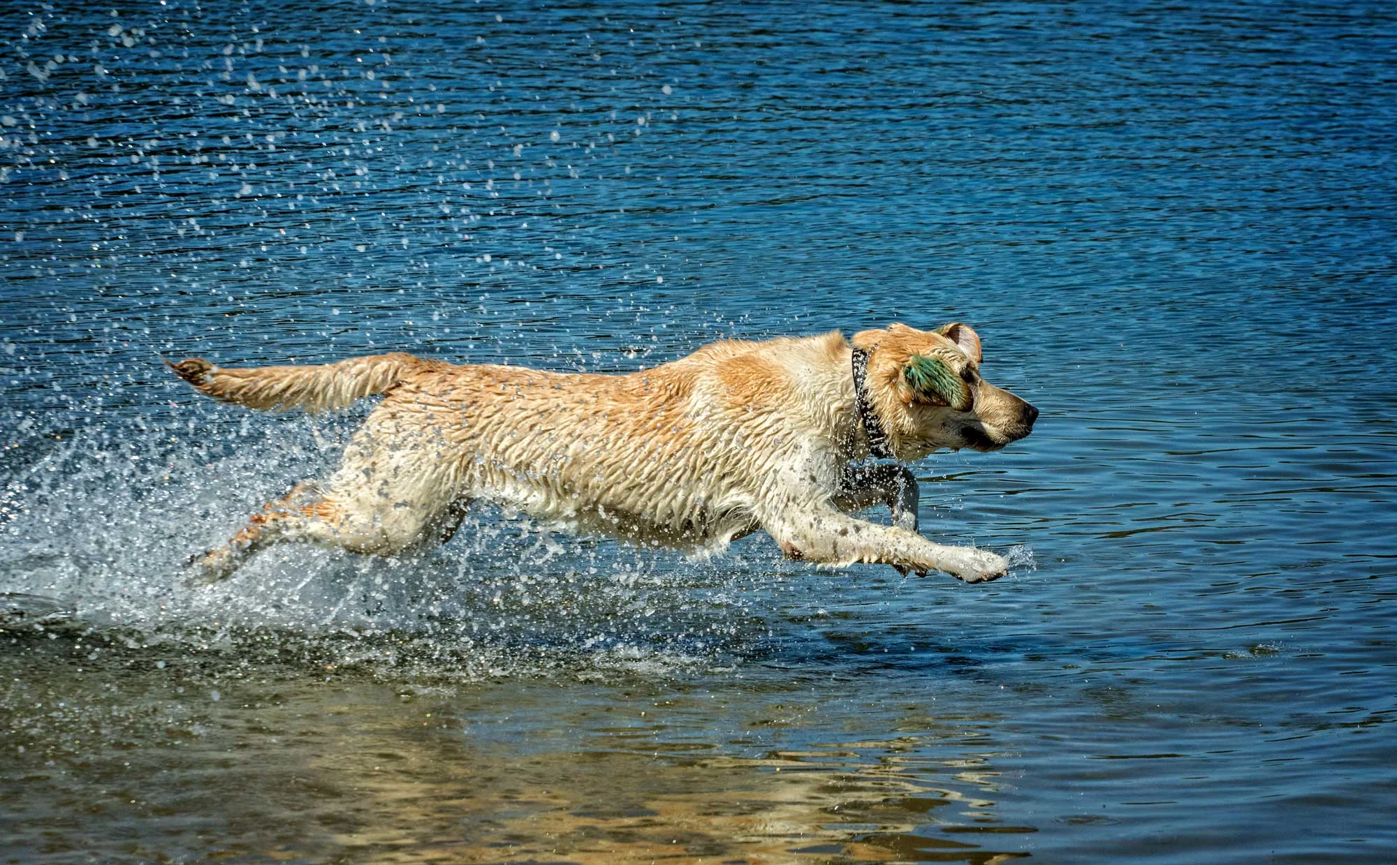 Rod scott pet photography