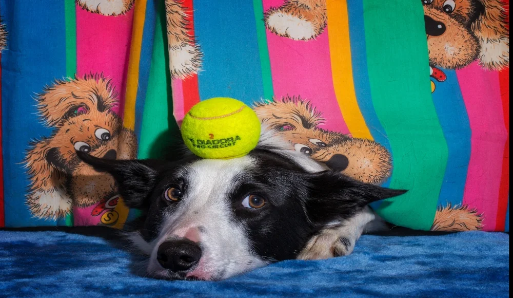 Pet Photographer Brisbane