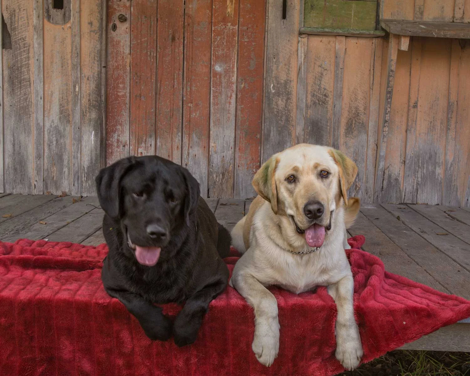 Photographer Brisbane